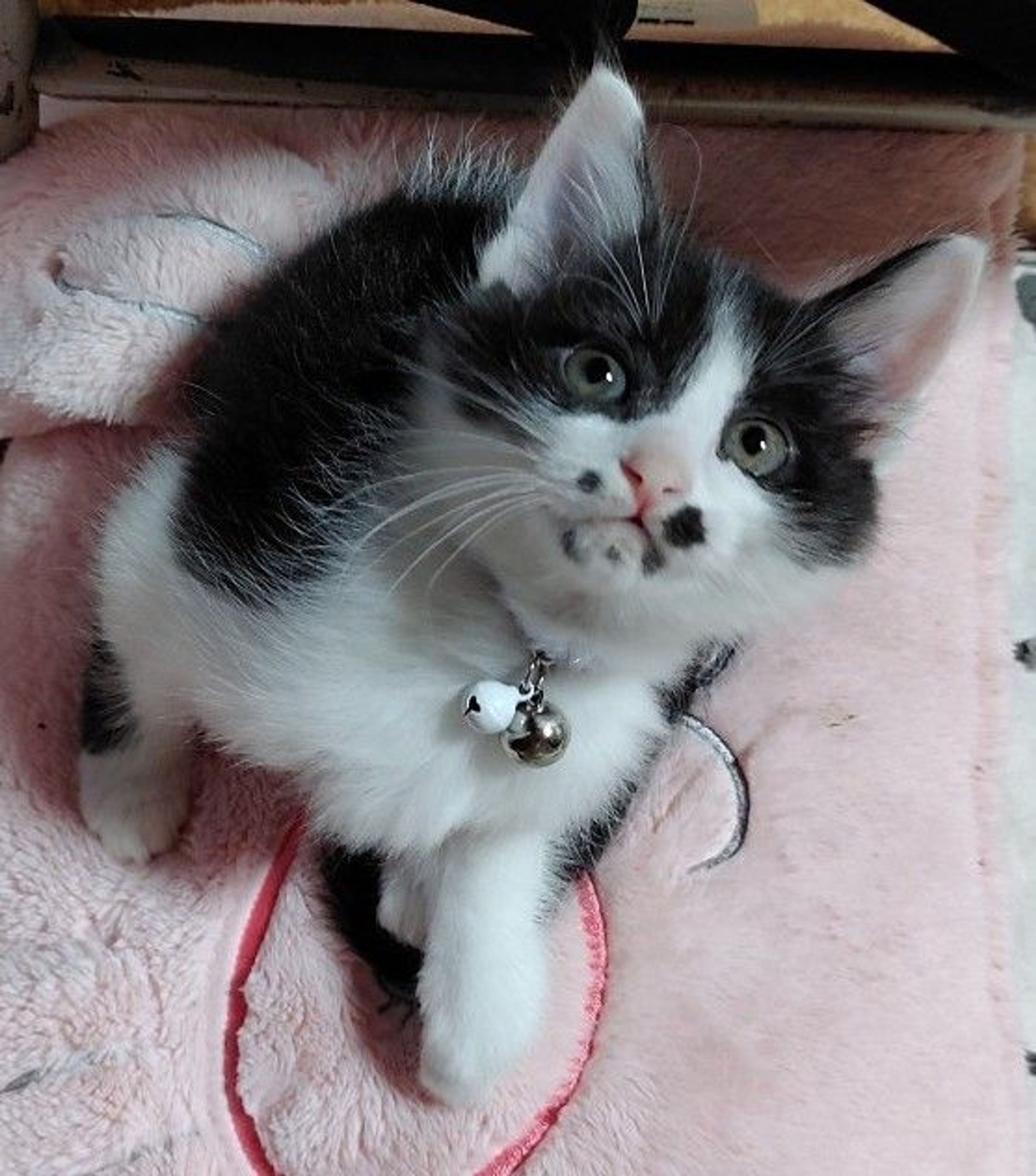 雑種（ミックス猫）・オスの里親募集の写真