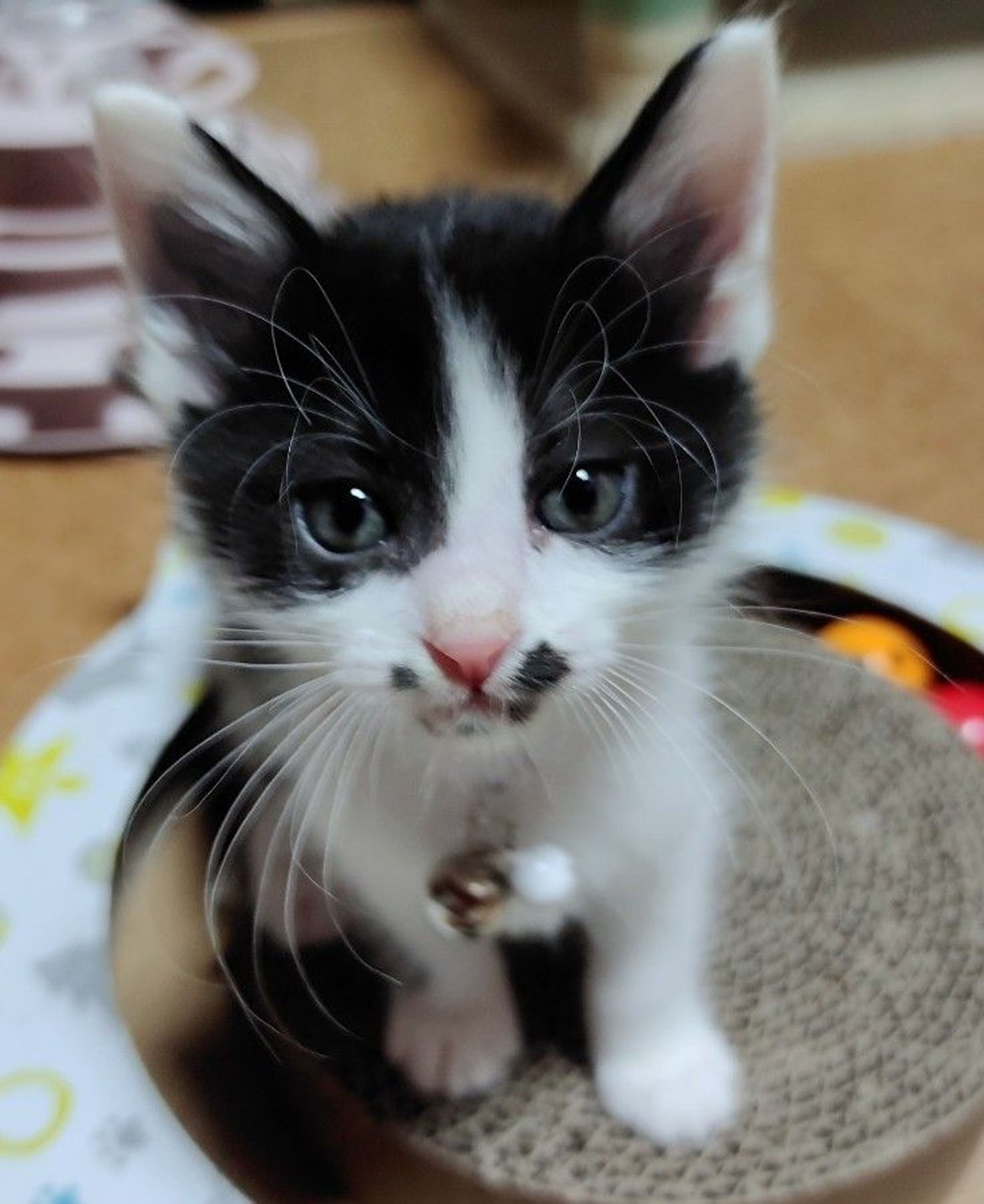 pet-image-2