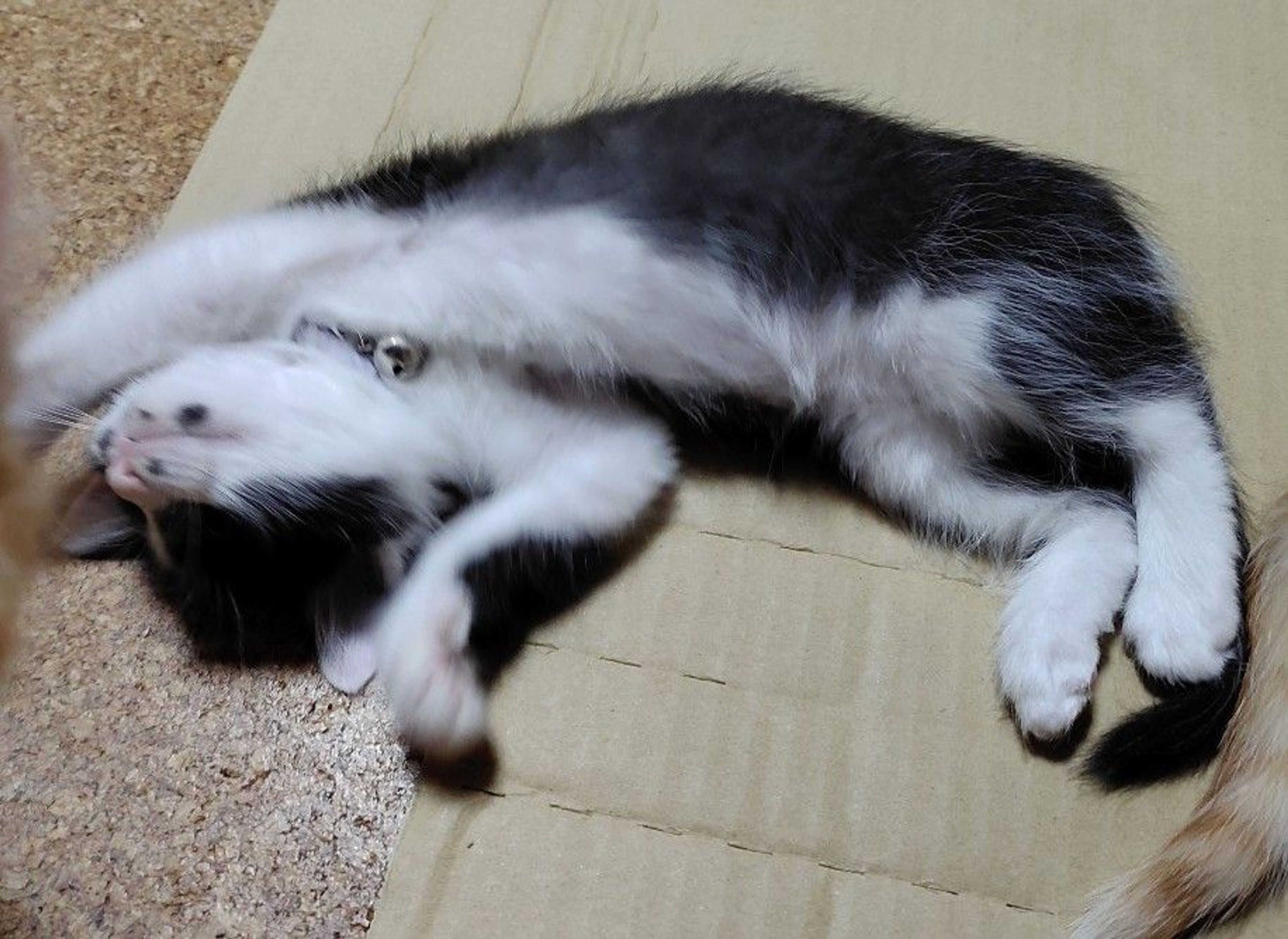 pet-image-4