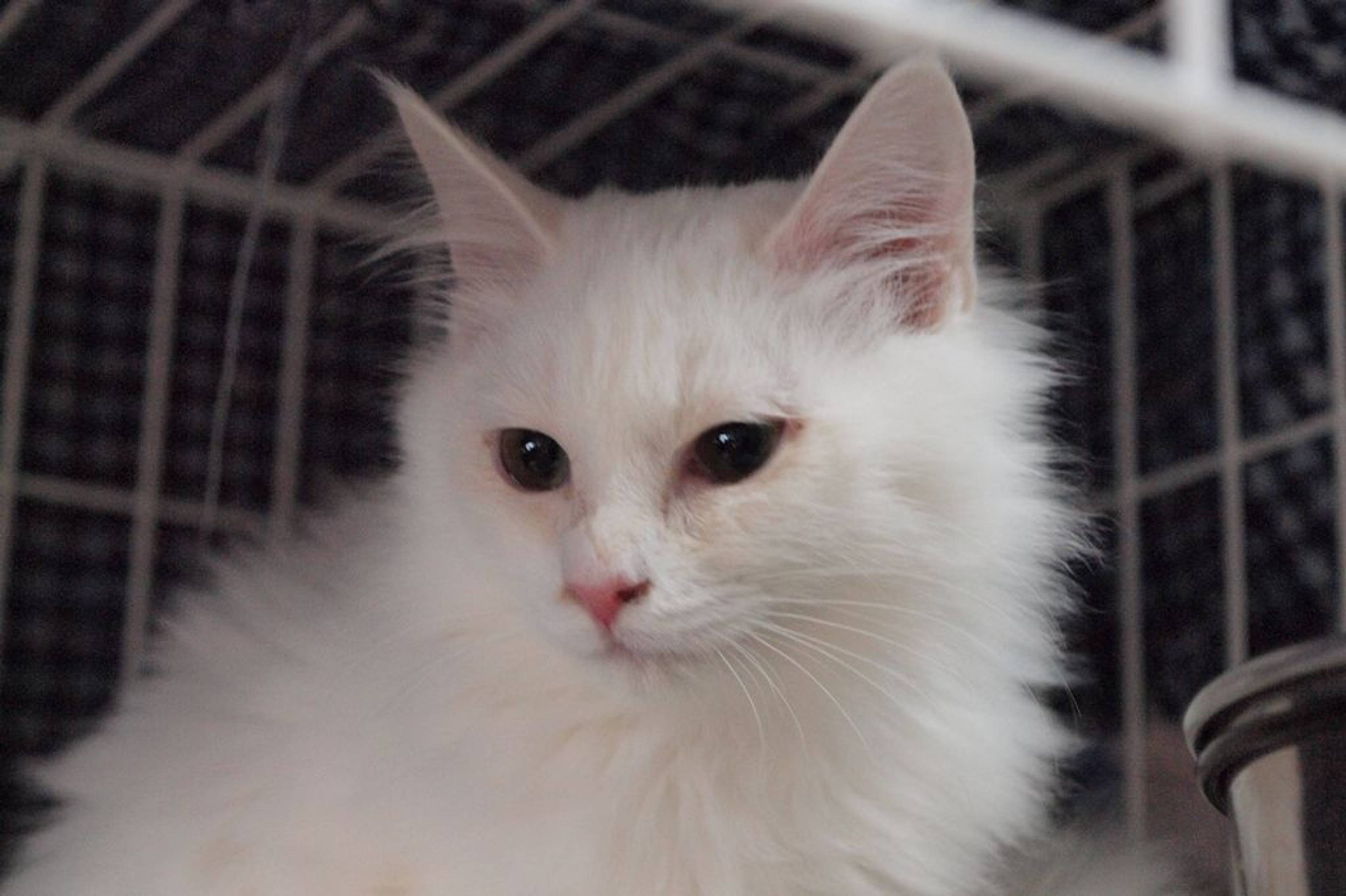 雑種（ミックス猫）・オスの里親募集の写真