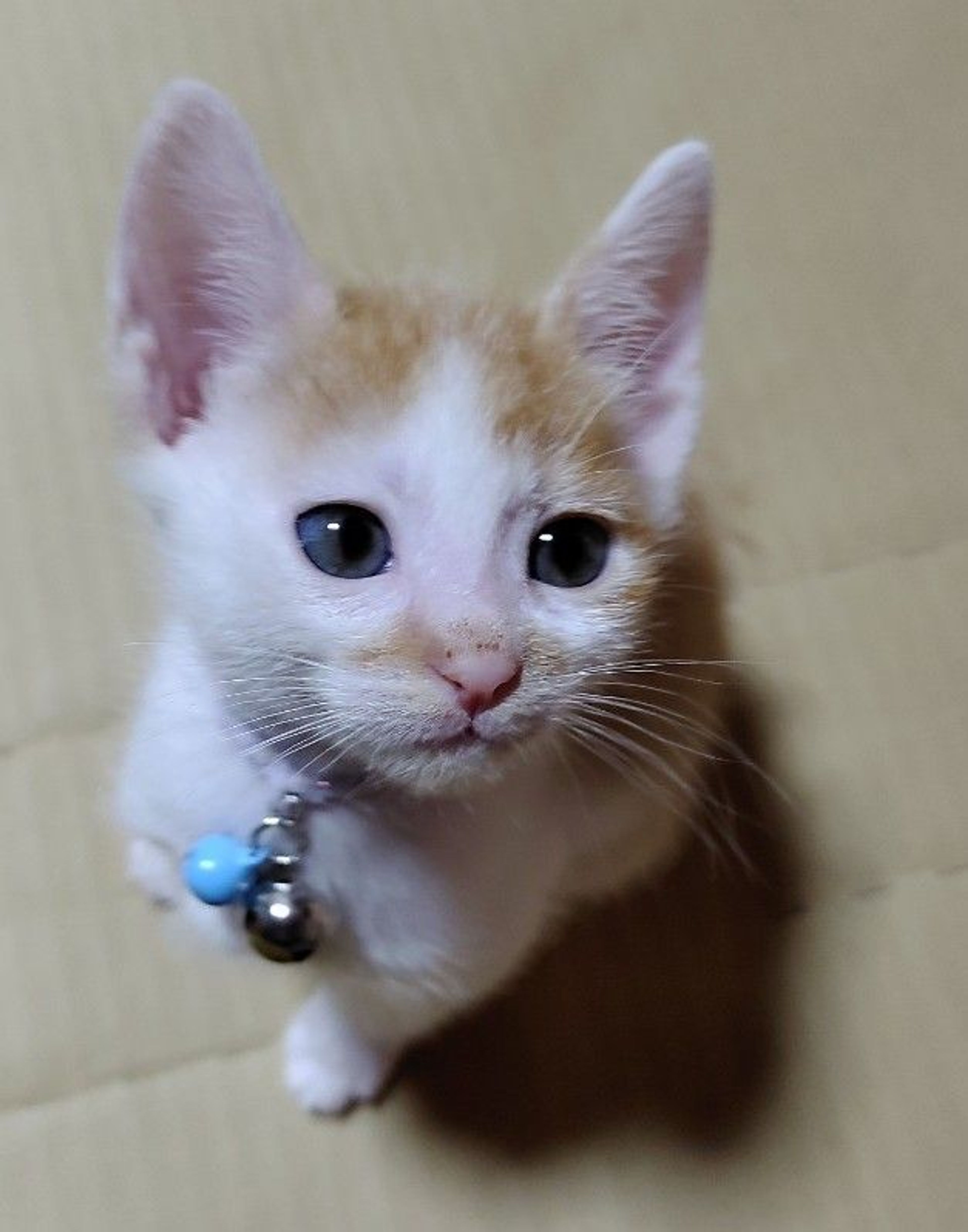 雑種（ミックス猫）・オスの里親募集の写真