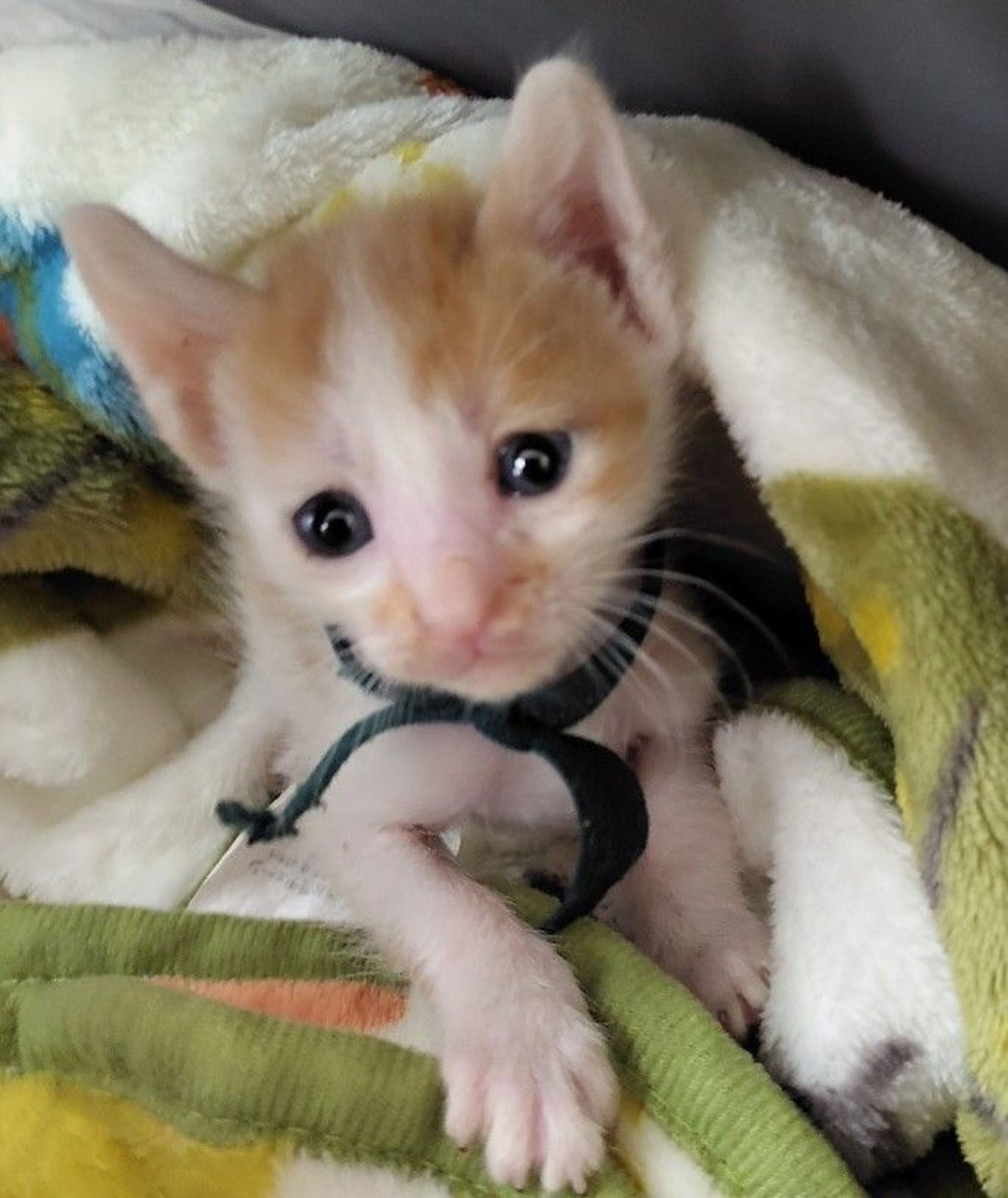 pet-image-3