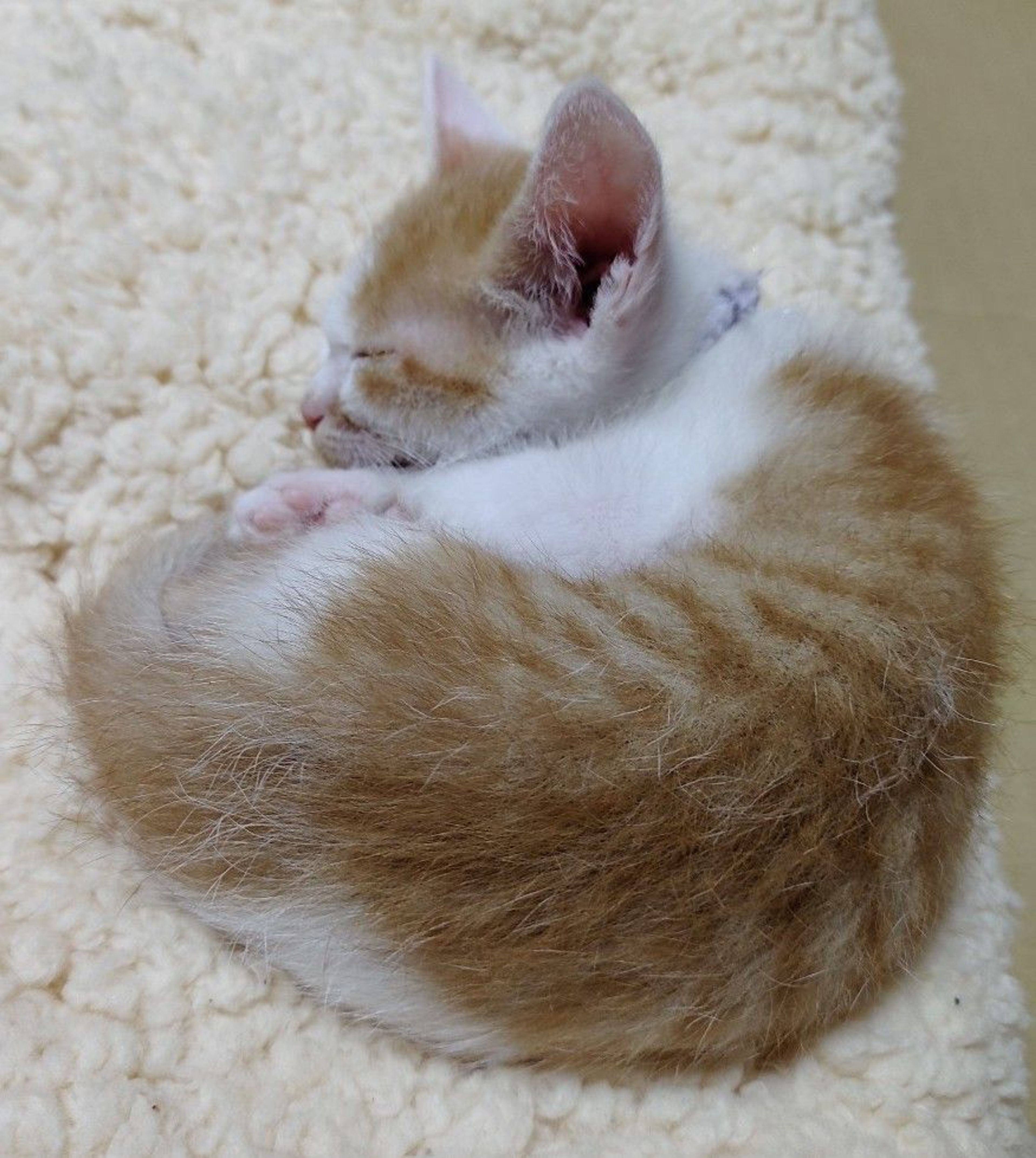 pet-image-4
