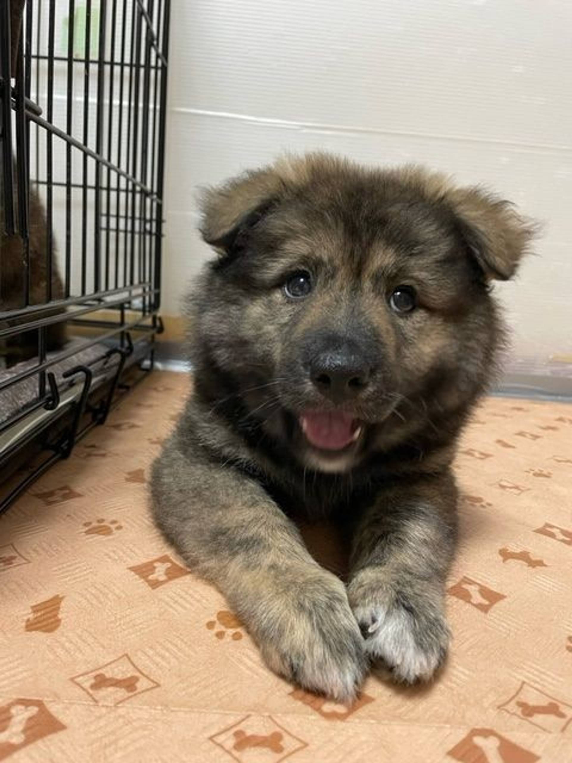 雑種（ミックス犬）・オスの里親募集の写真