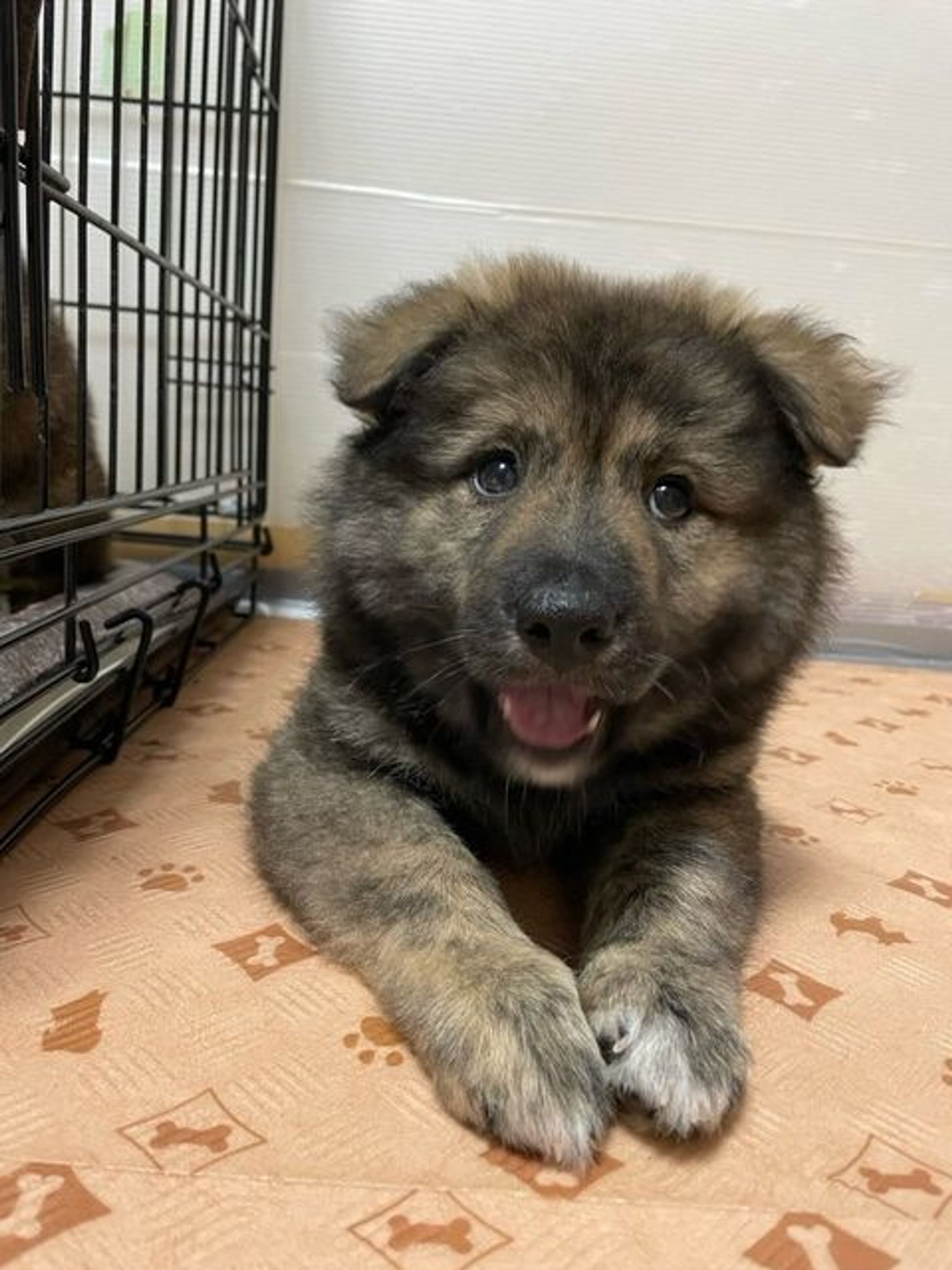 雑種（ミックス犬）・オスの里親募集の写真