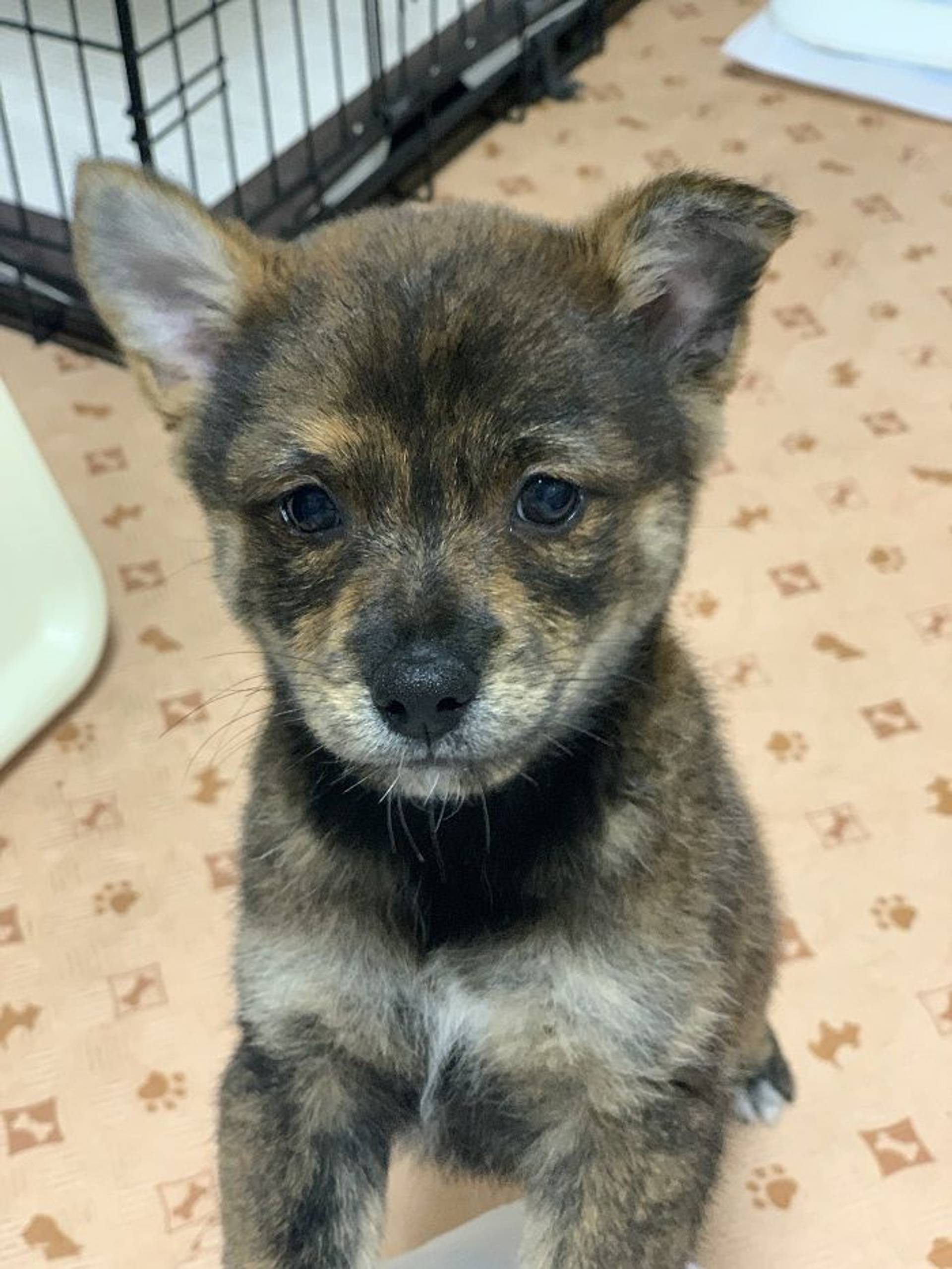 雑種（ミックス犬）・オスの里親募集の写真