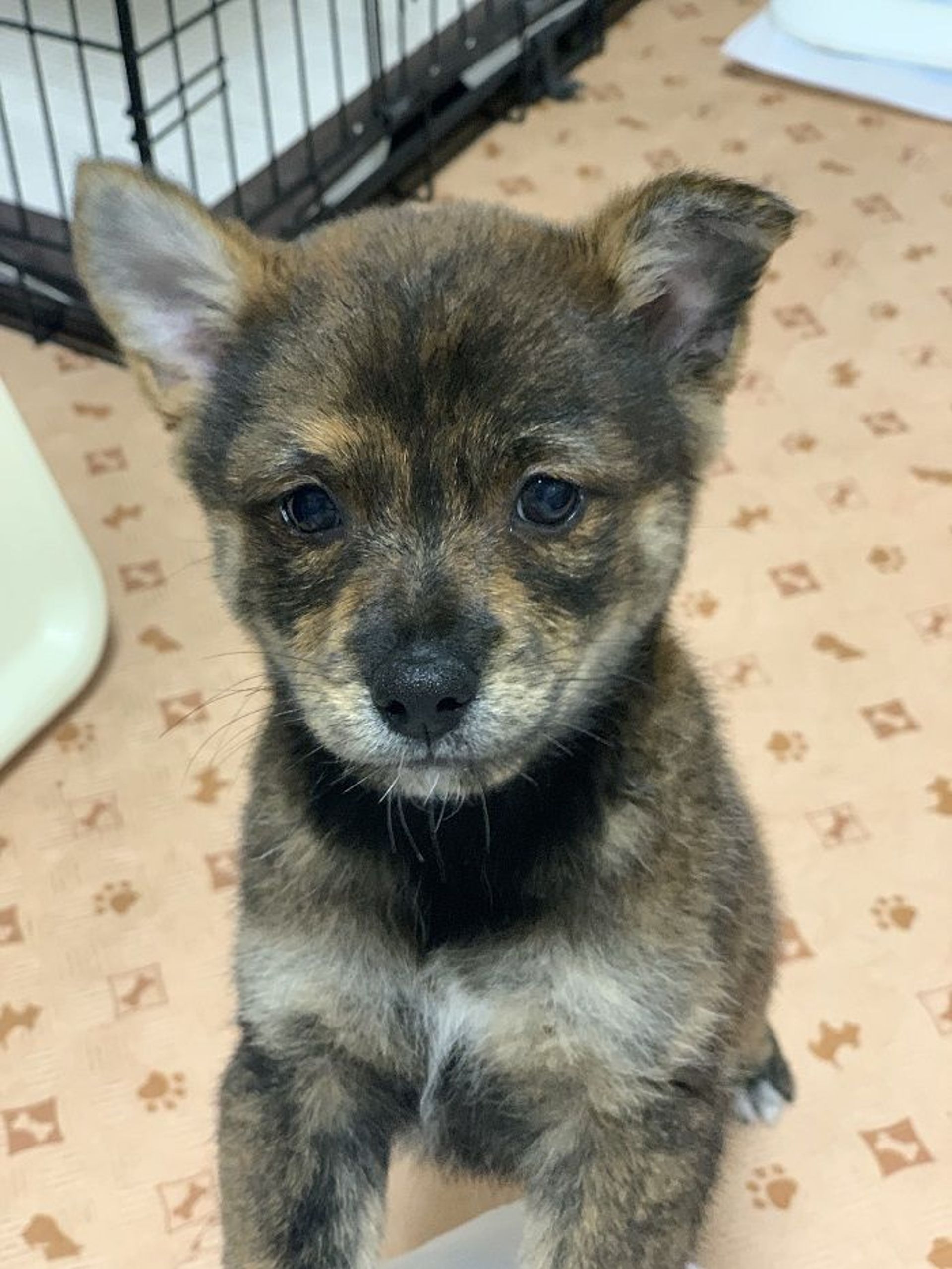 雑種（ミックス犬）・オスの里親募集の写真