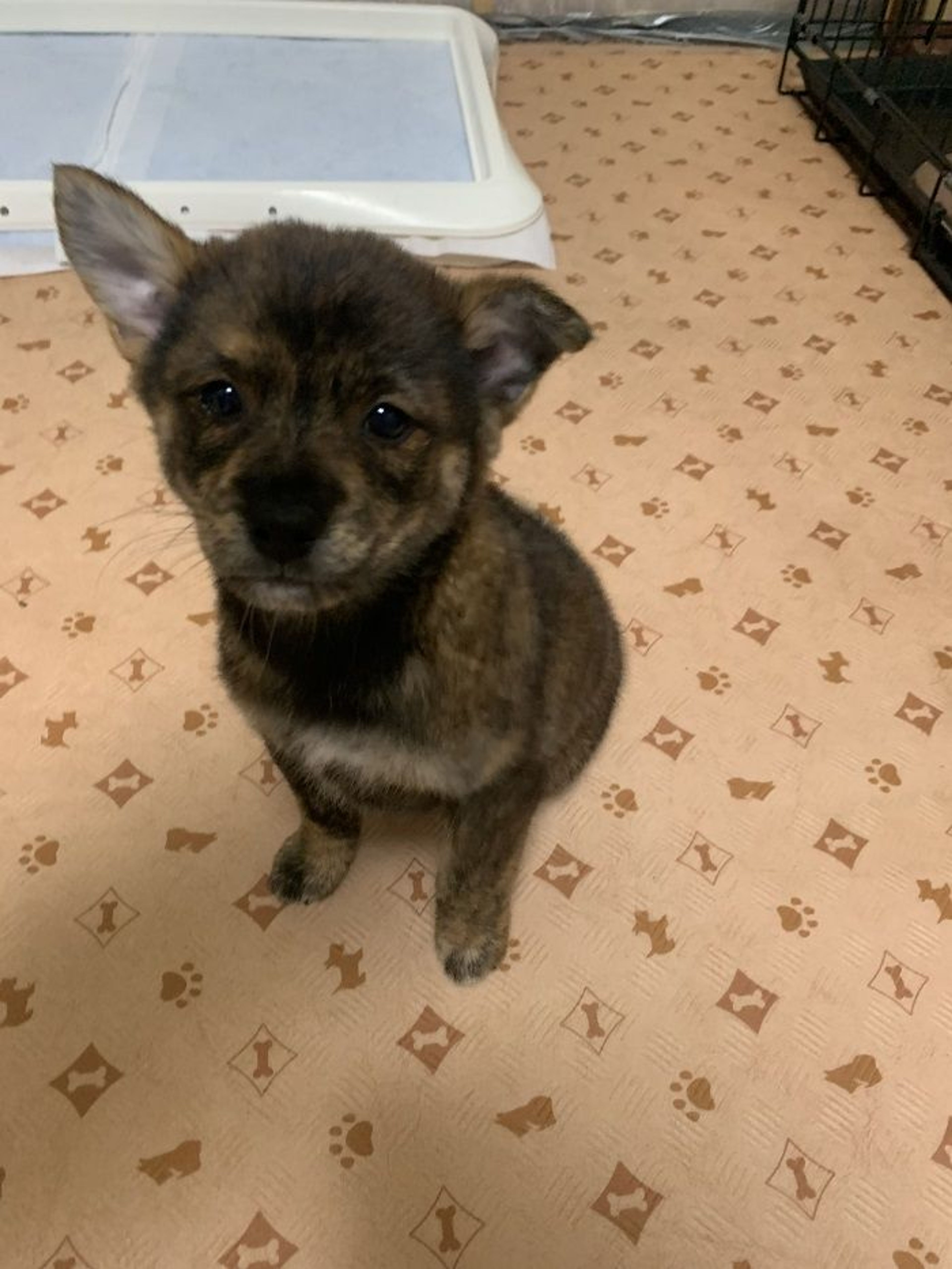 pet-image-2