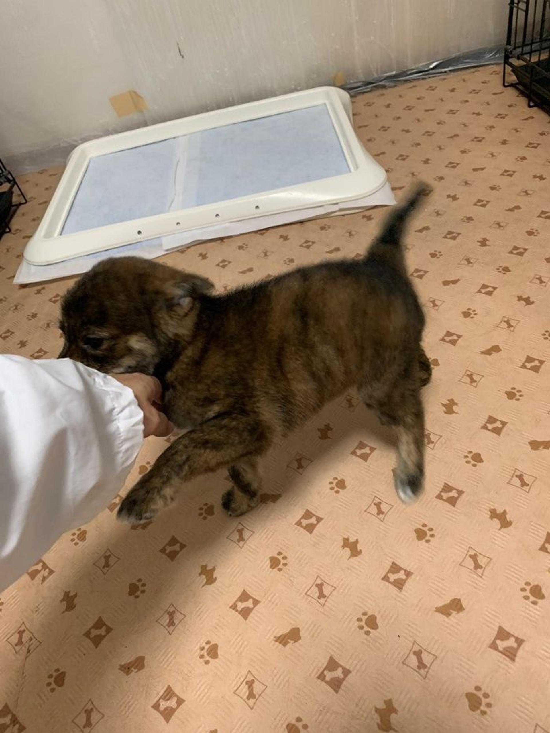 pet-image-3