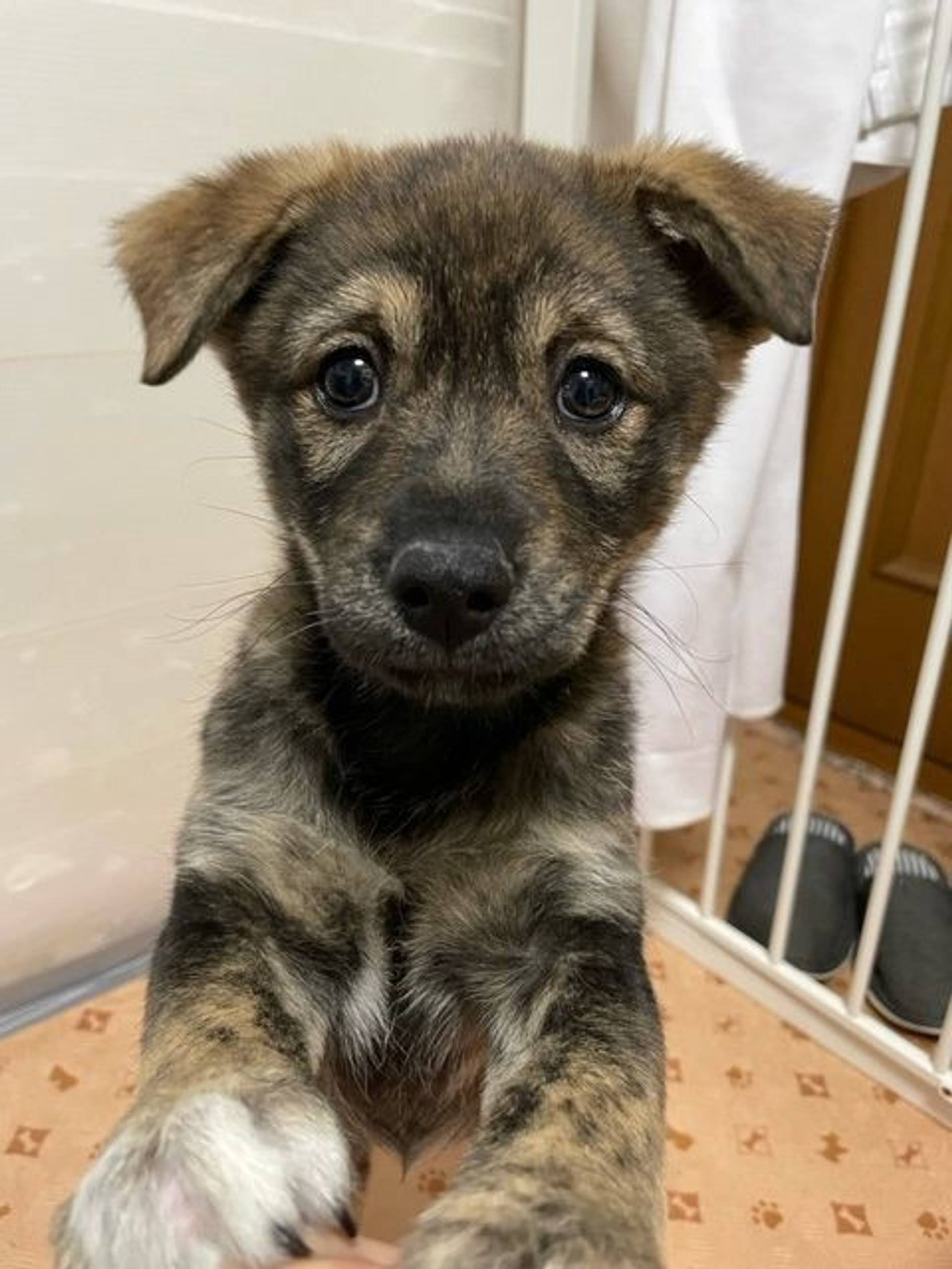 雑種（ミックス犬）・メスの里親募集の写真