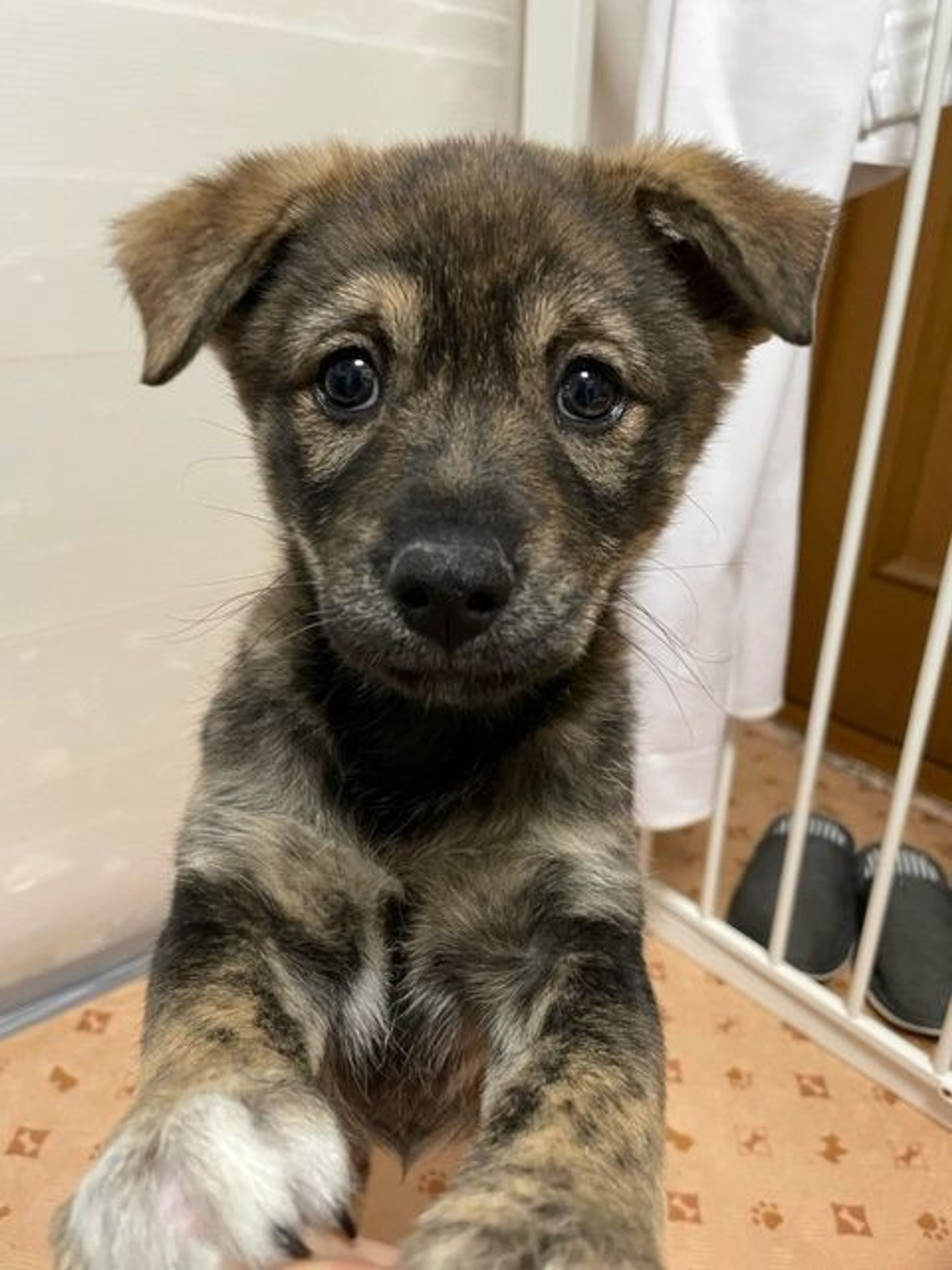 雑種（ミックス犬）・メスの里親募集の写真