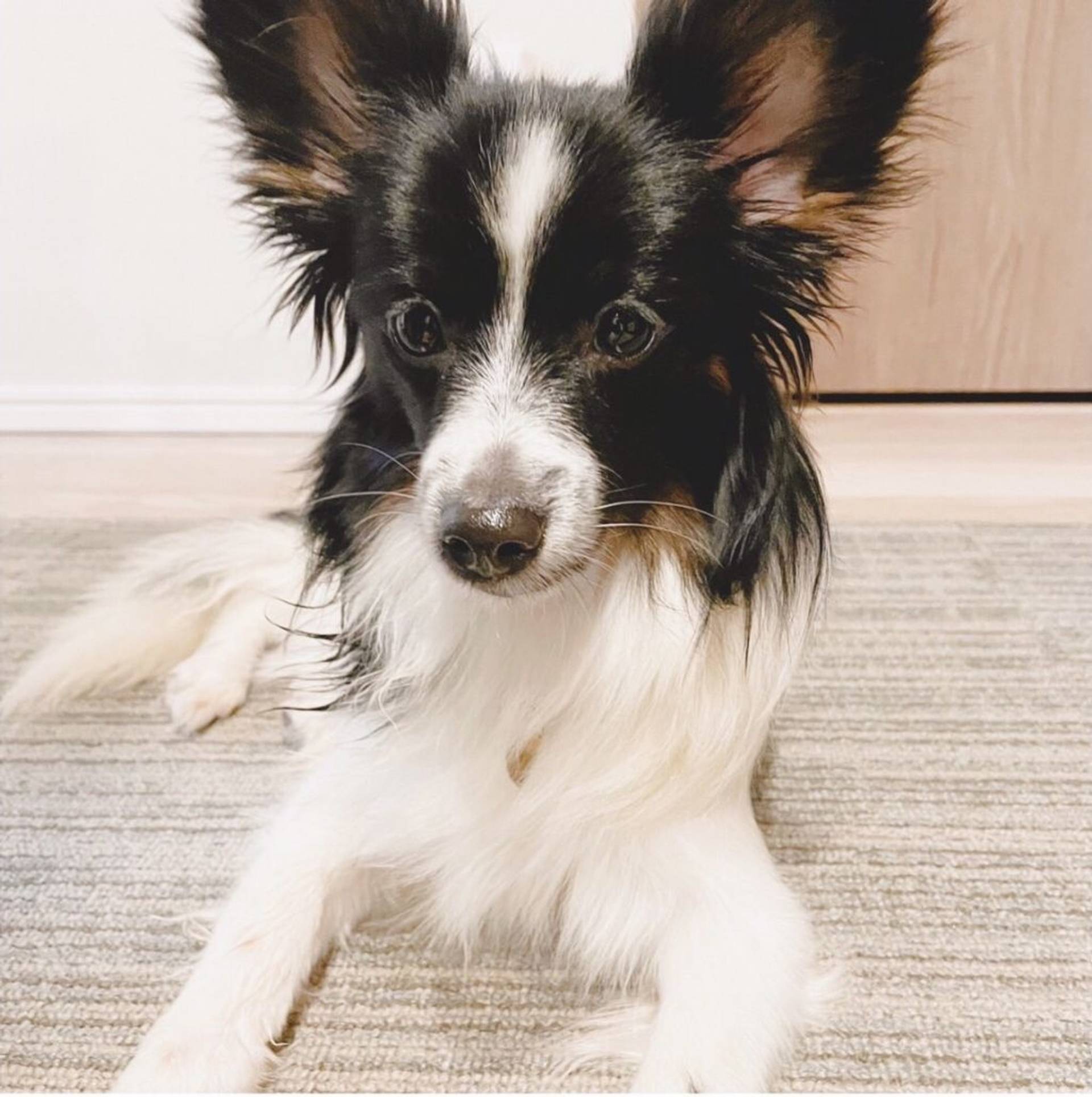 雑種（ミックス犬）・メスの里親募集の写真