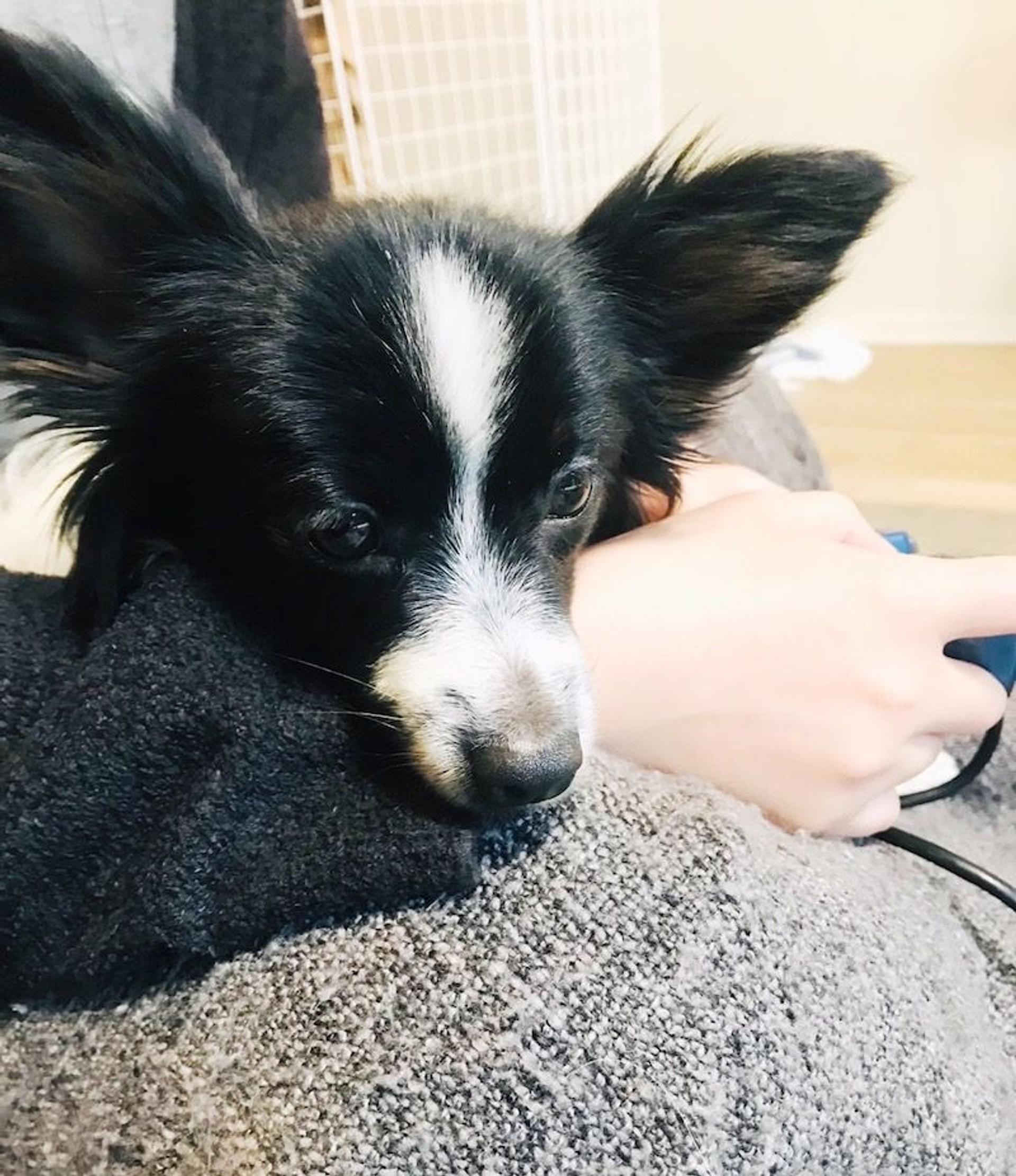 pet-image-4