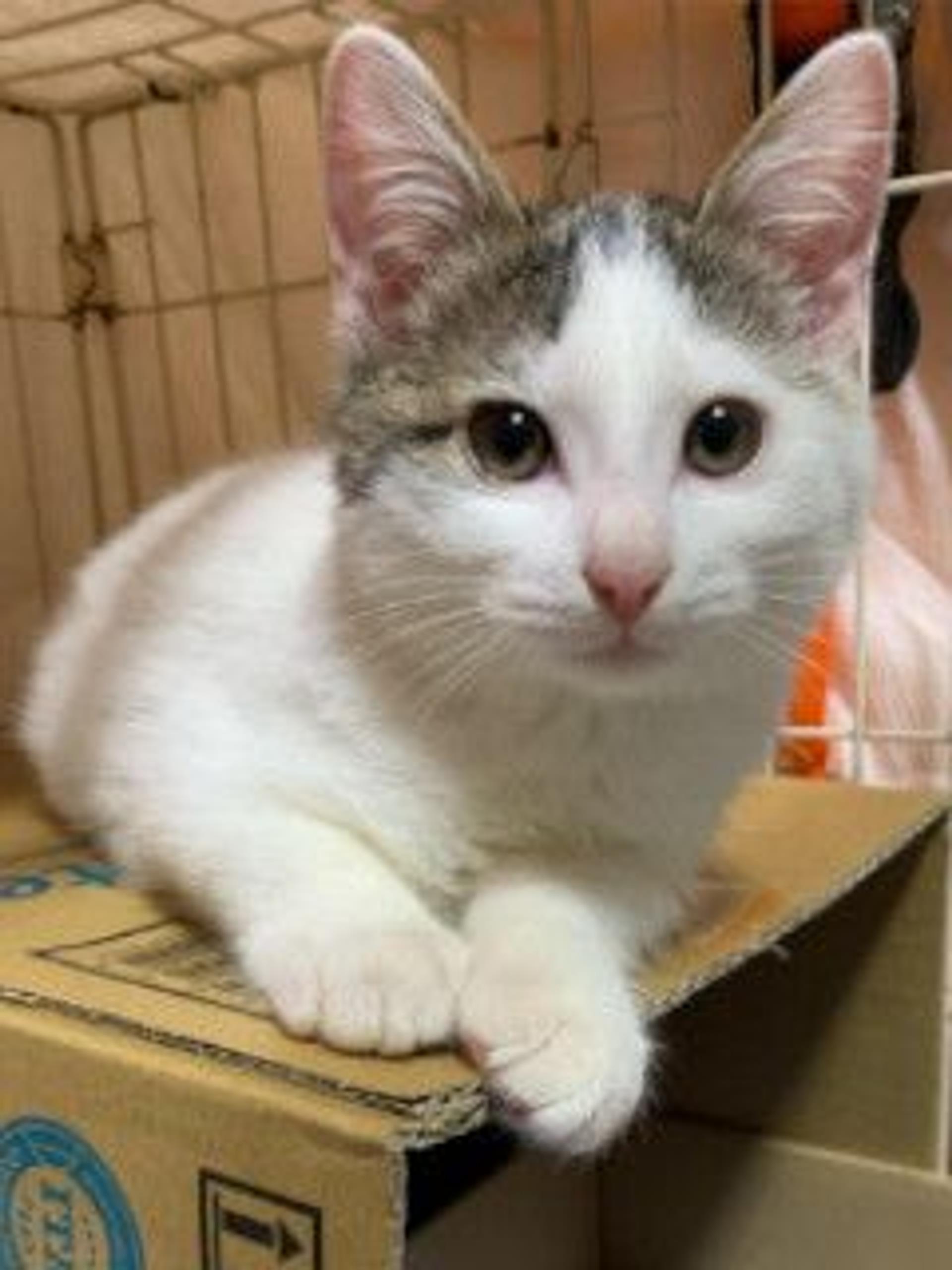 pet-image-2