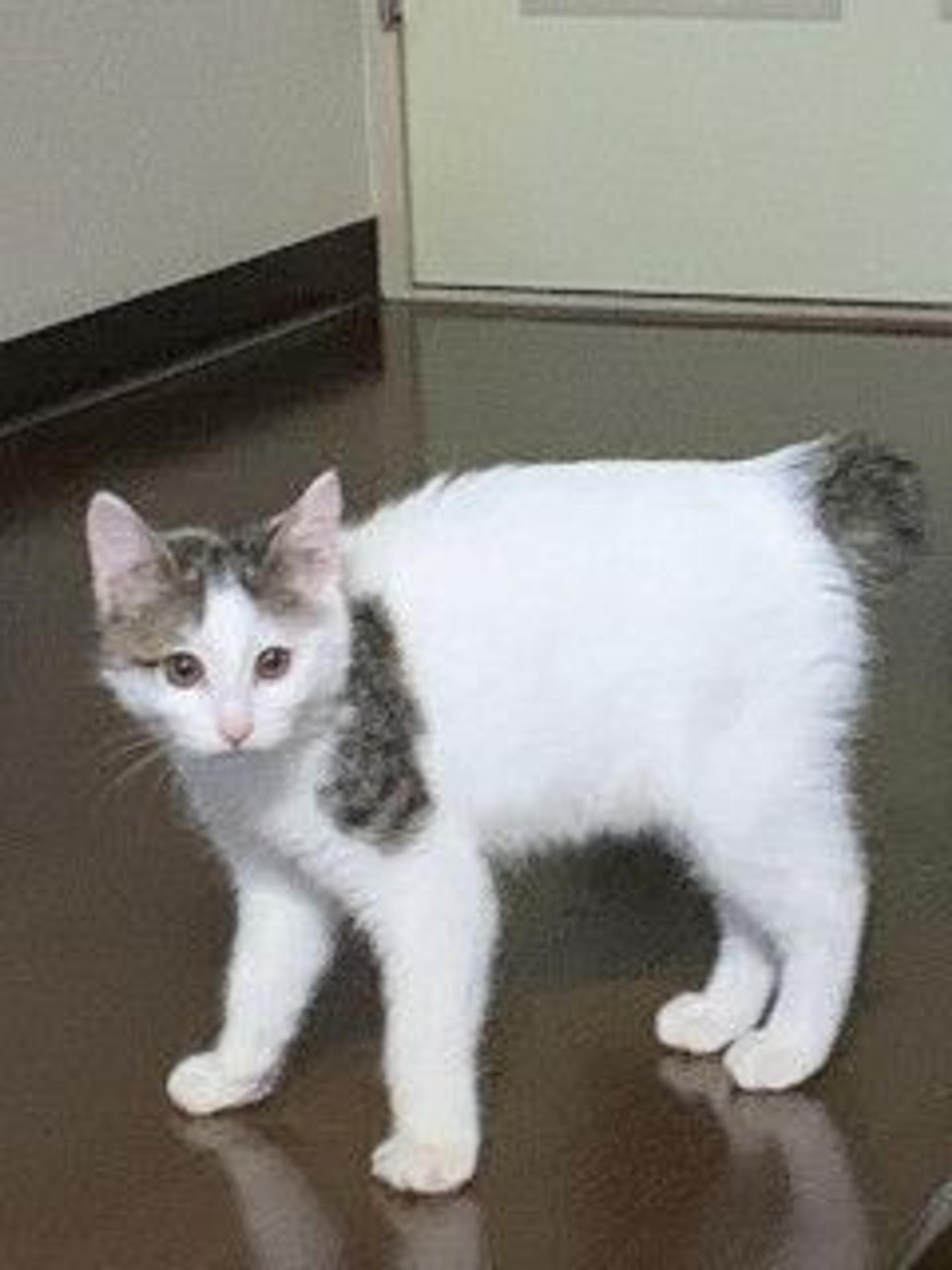 pet-image-3