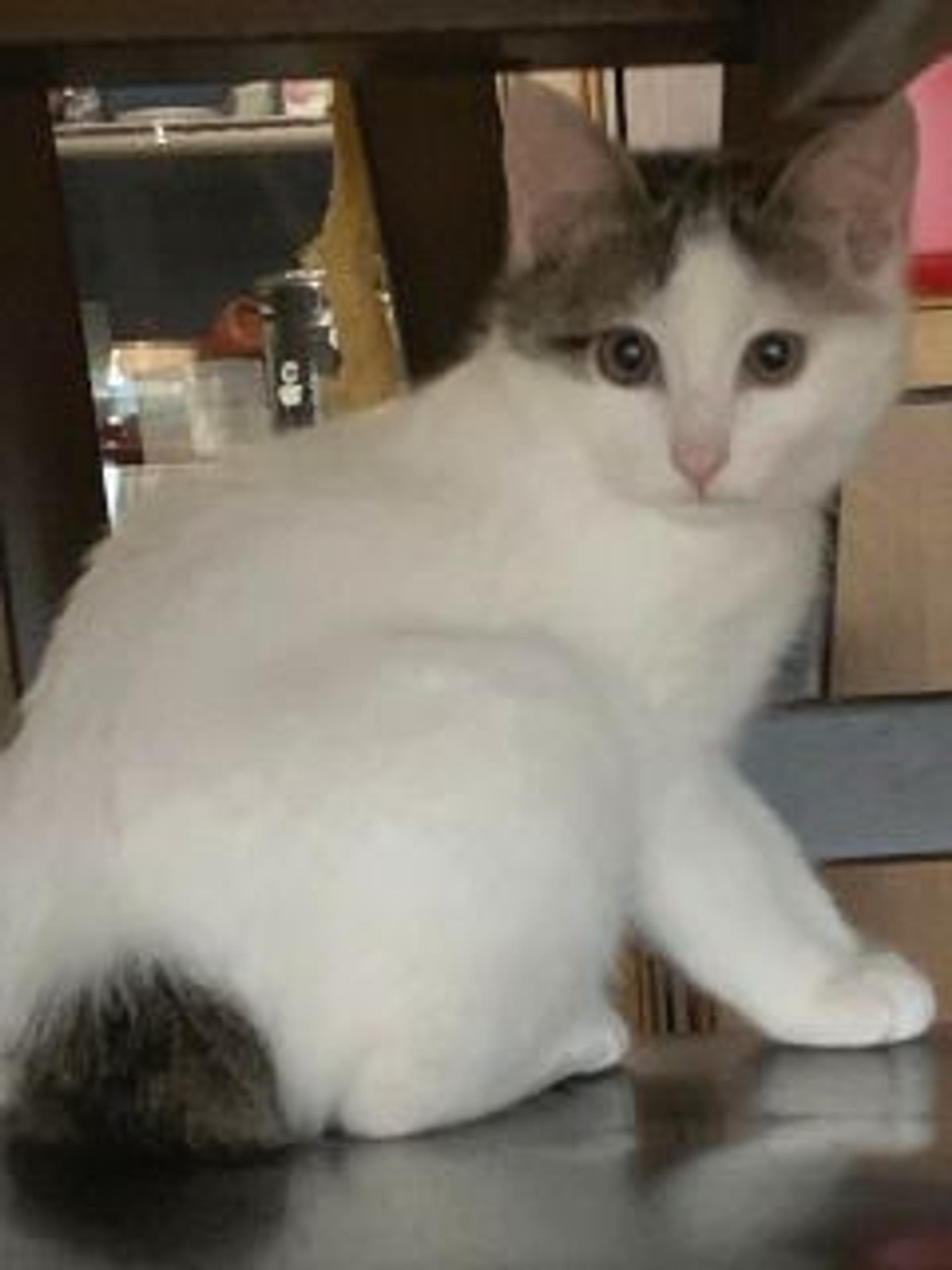 pet-image-4