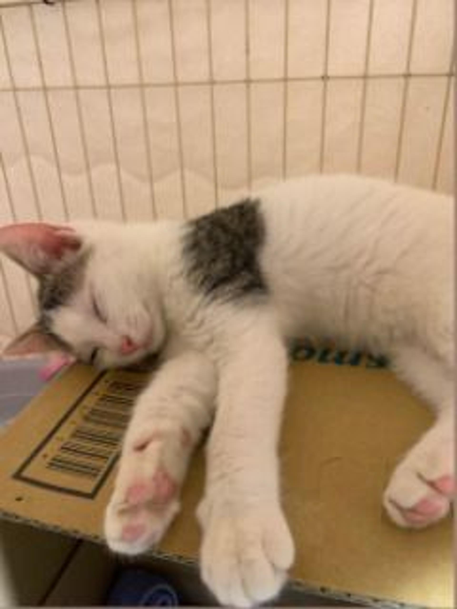 pet-image-6