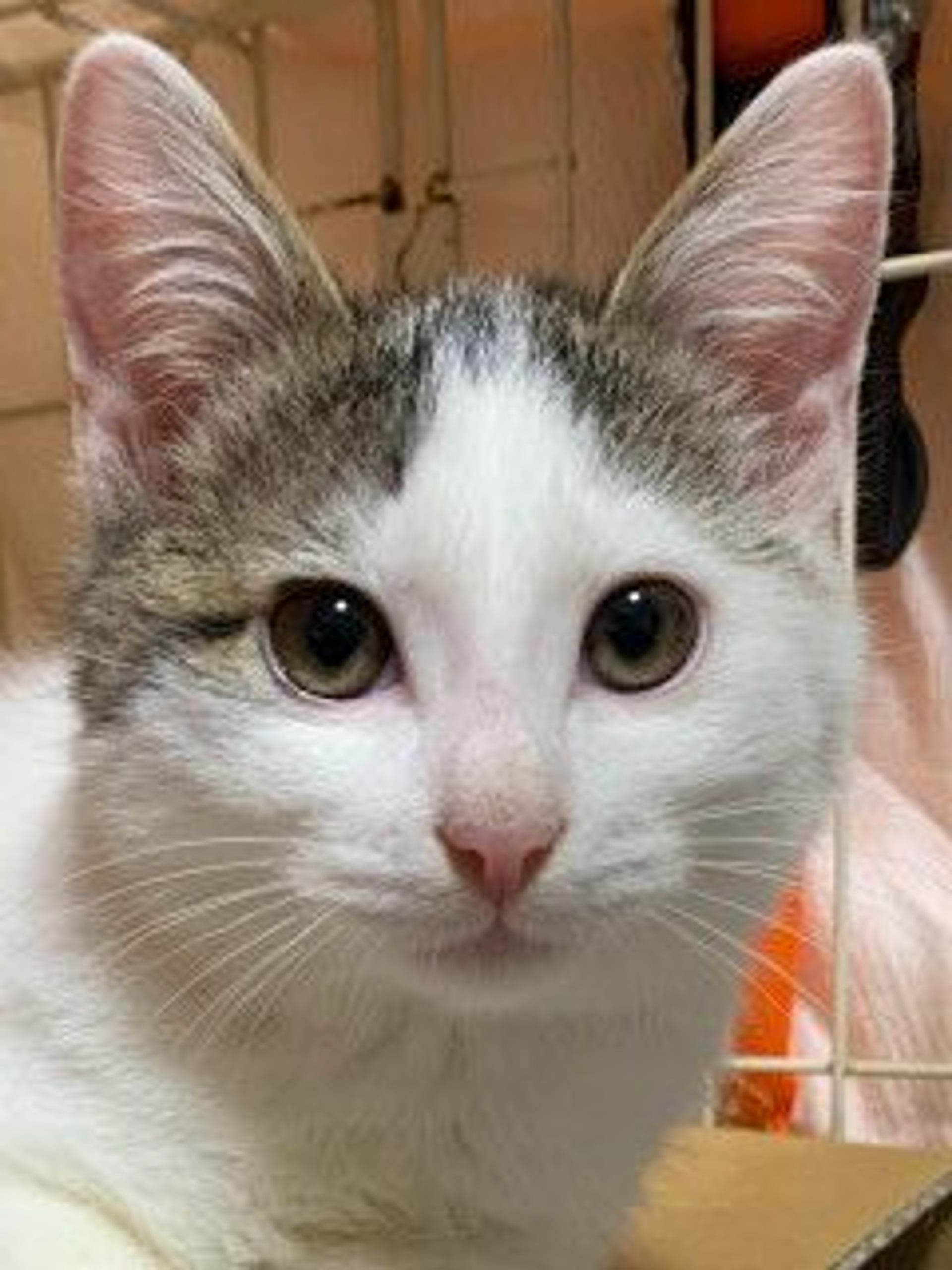 雑種（ミックス猫）・オスの里親募集の写真