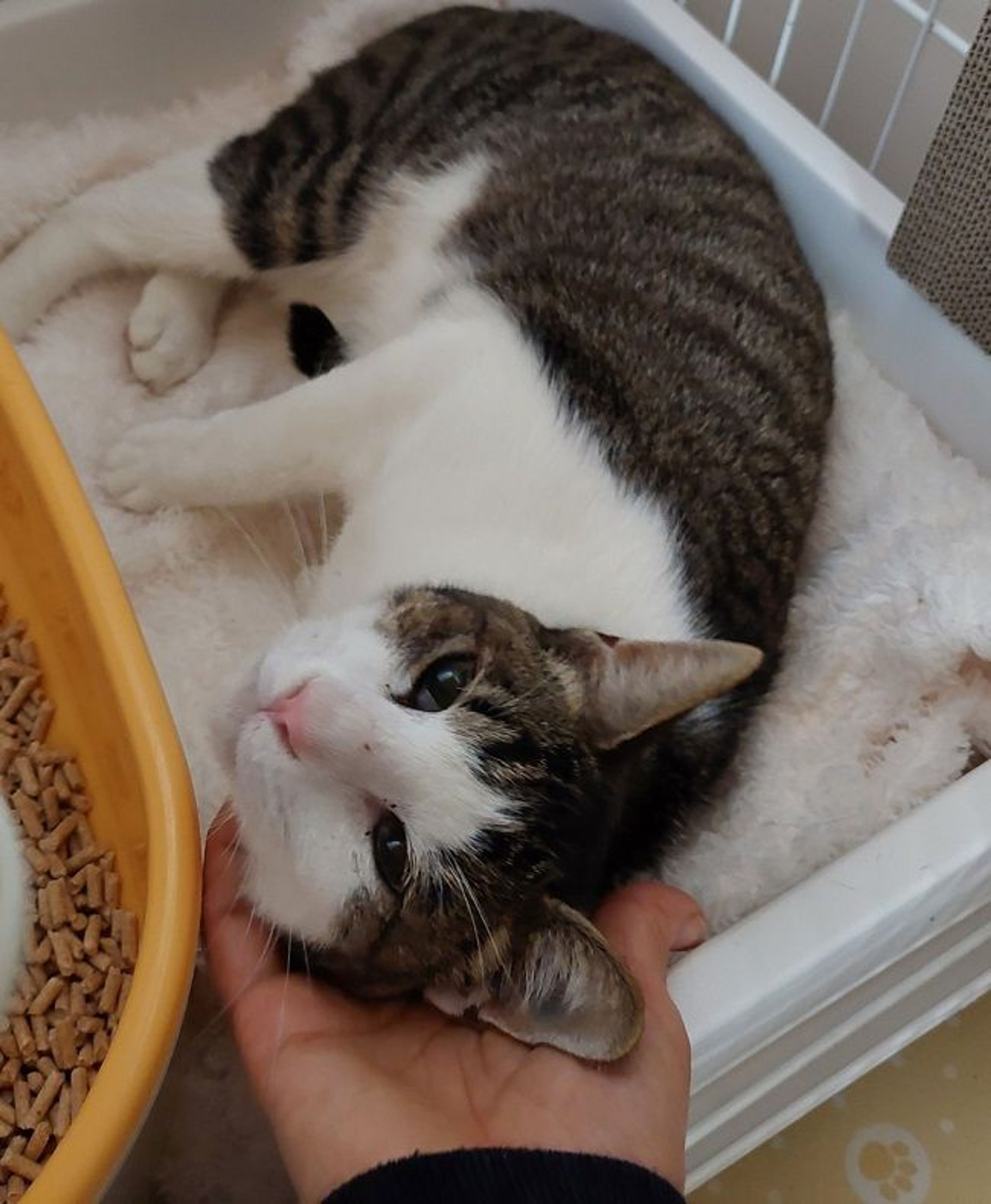 pet-image-2