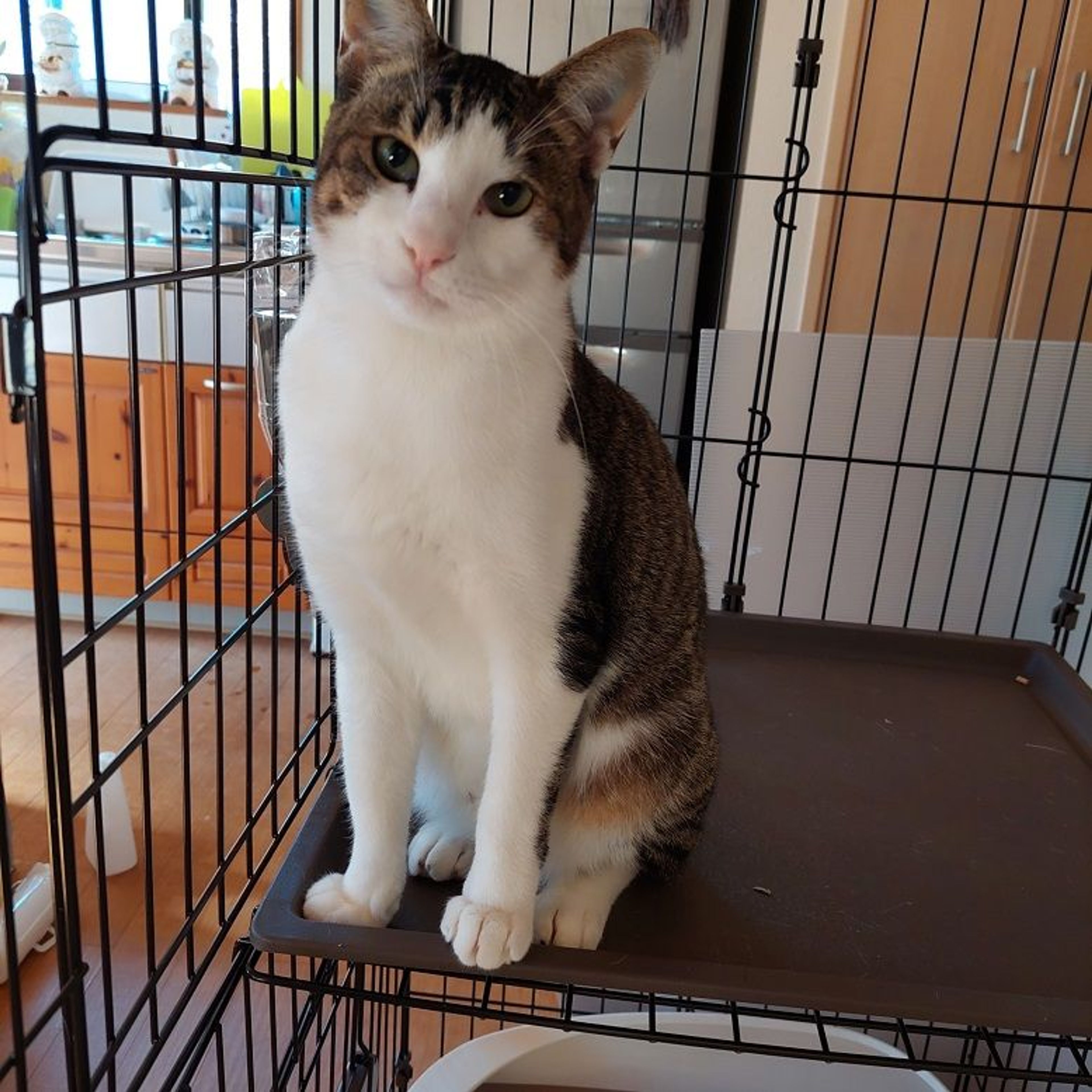 pet-image-3