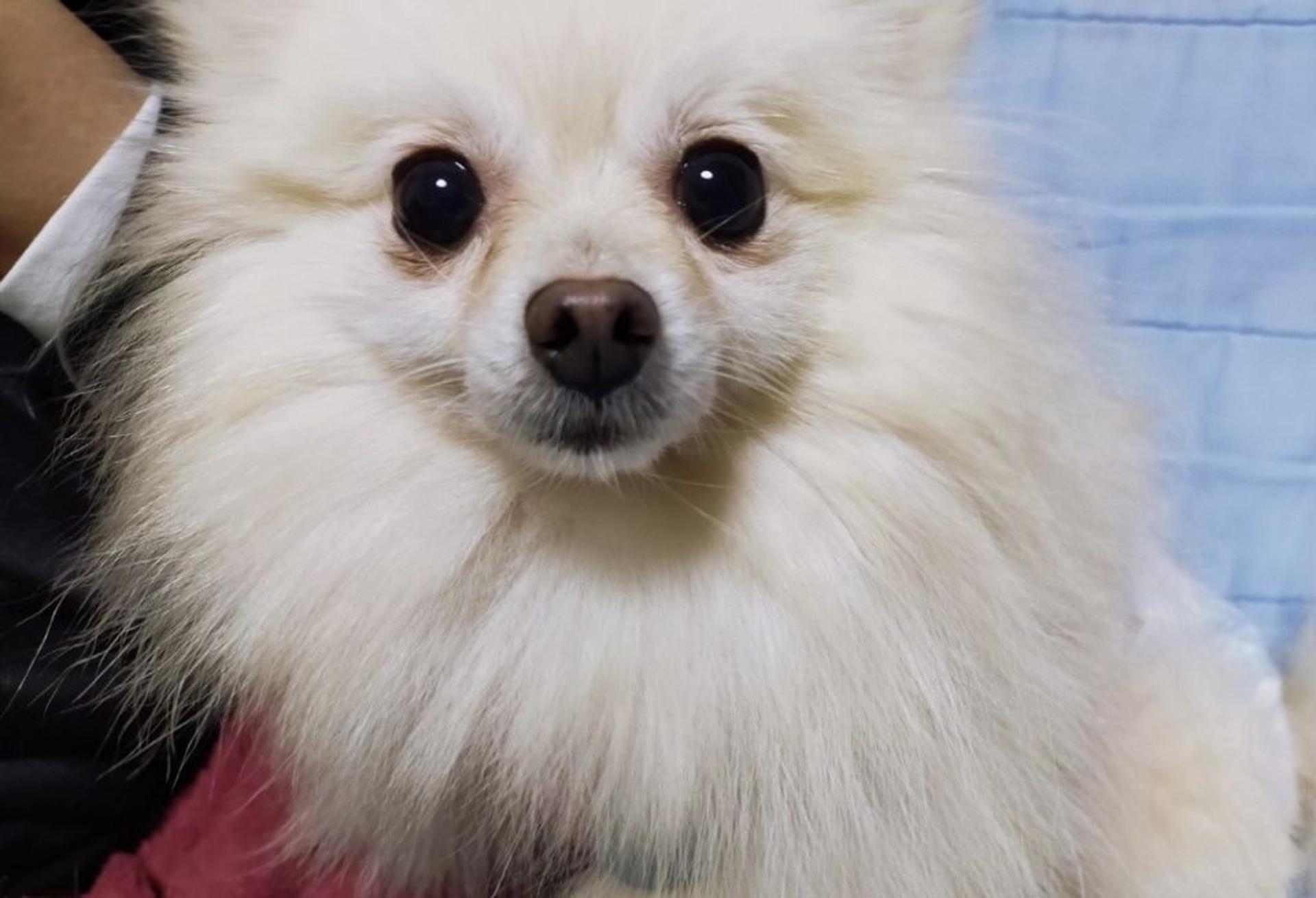 pet-image-3