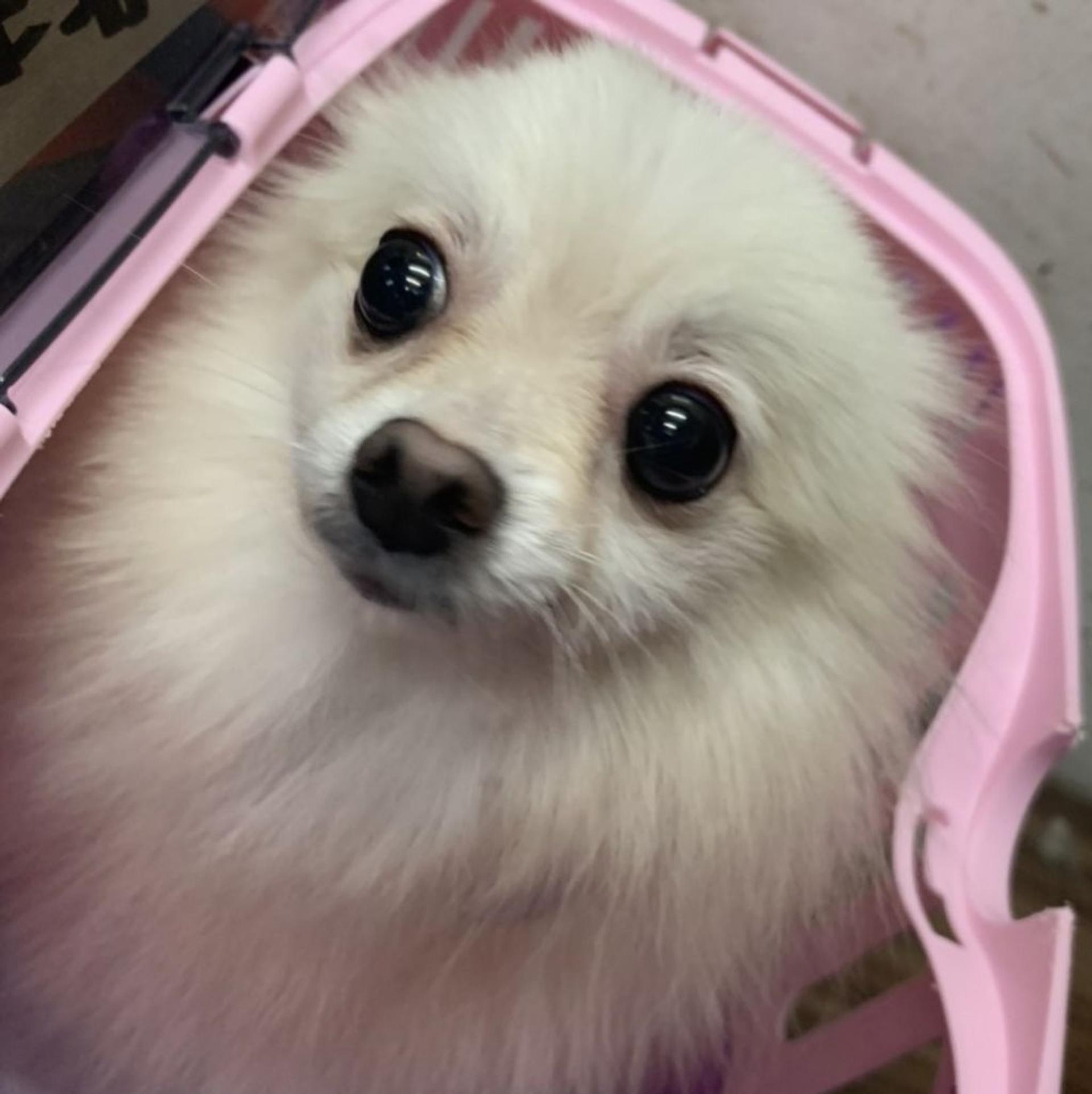 pet-image-5
