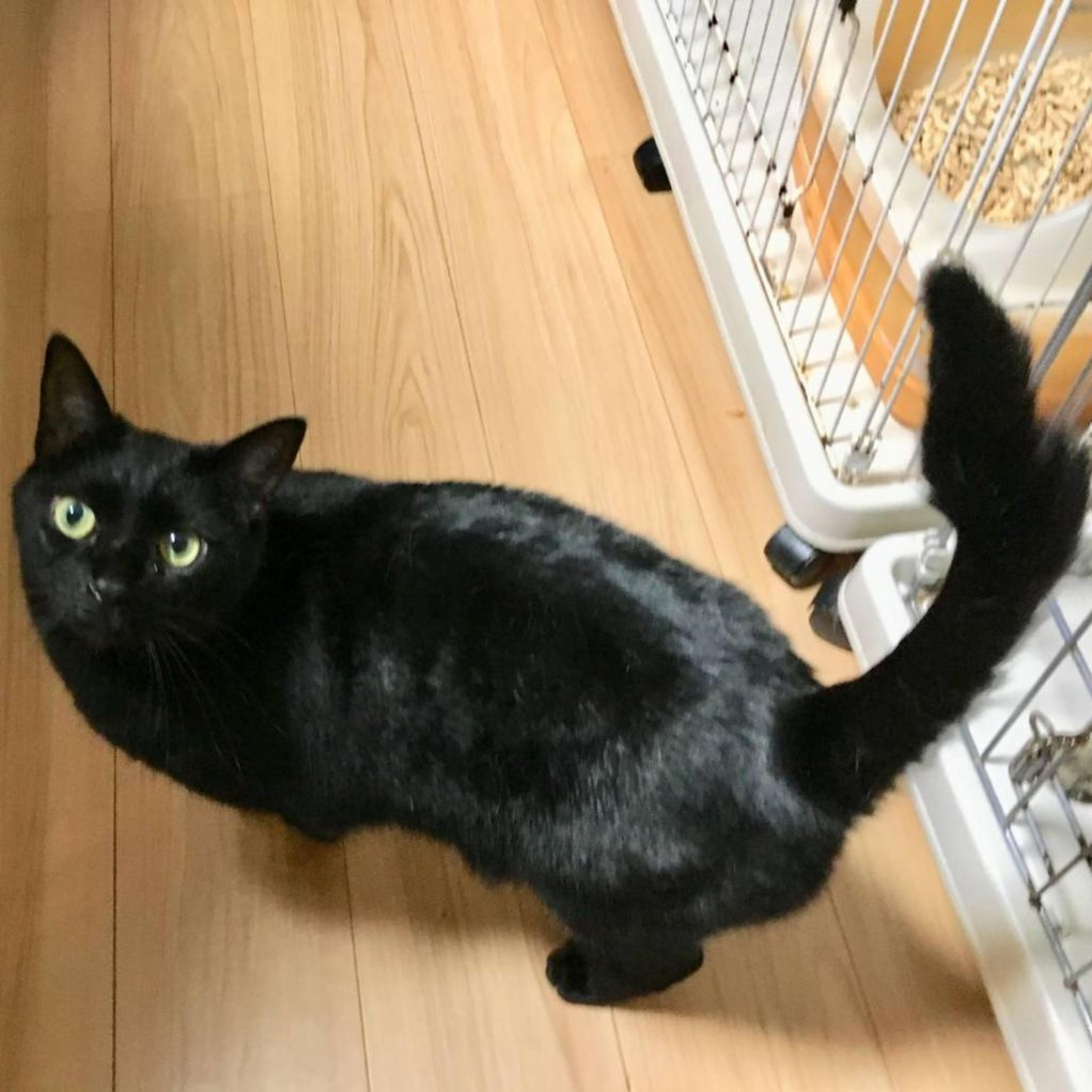 pet-image-2