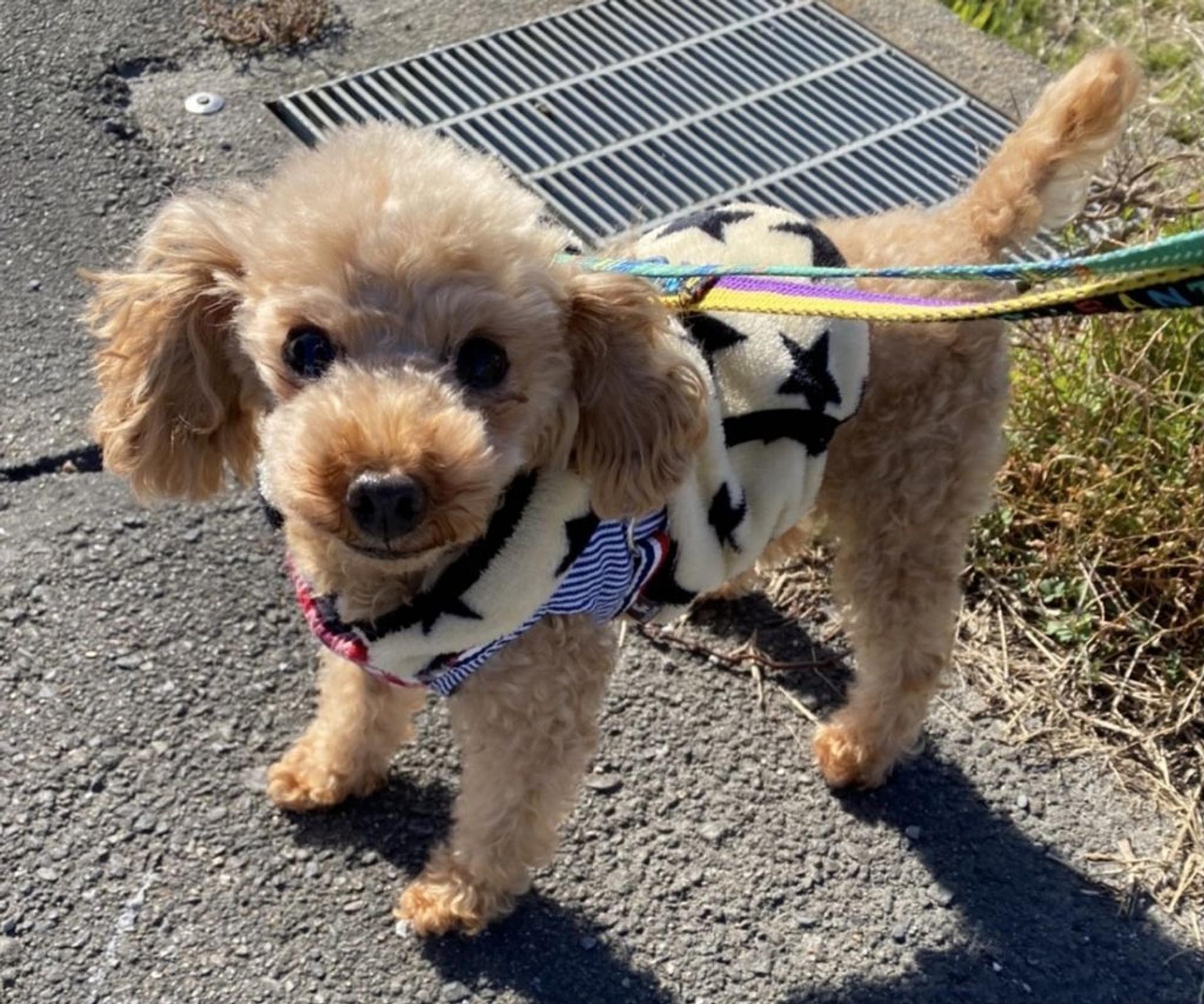 pet-image-5