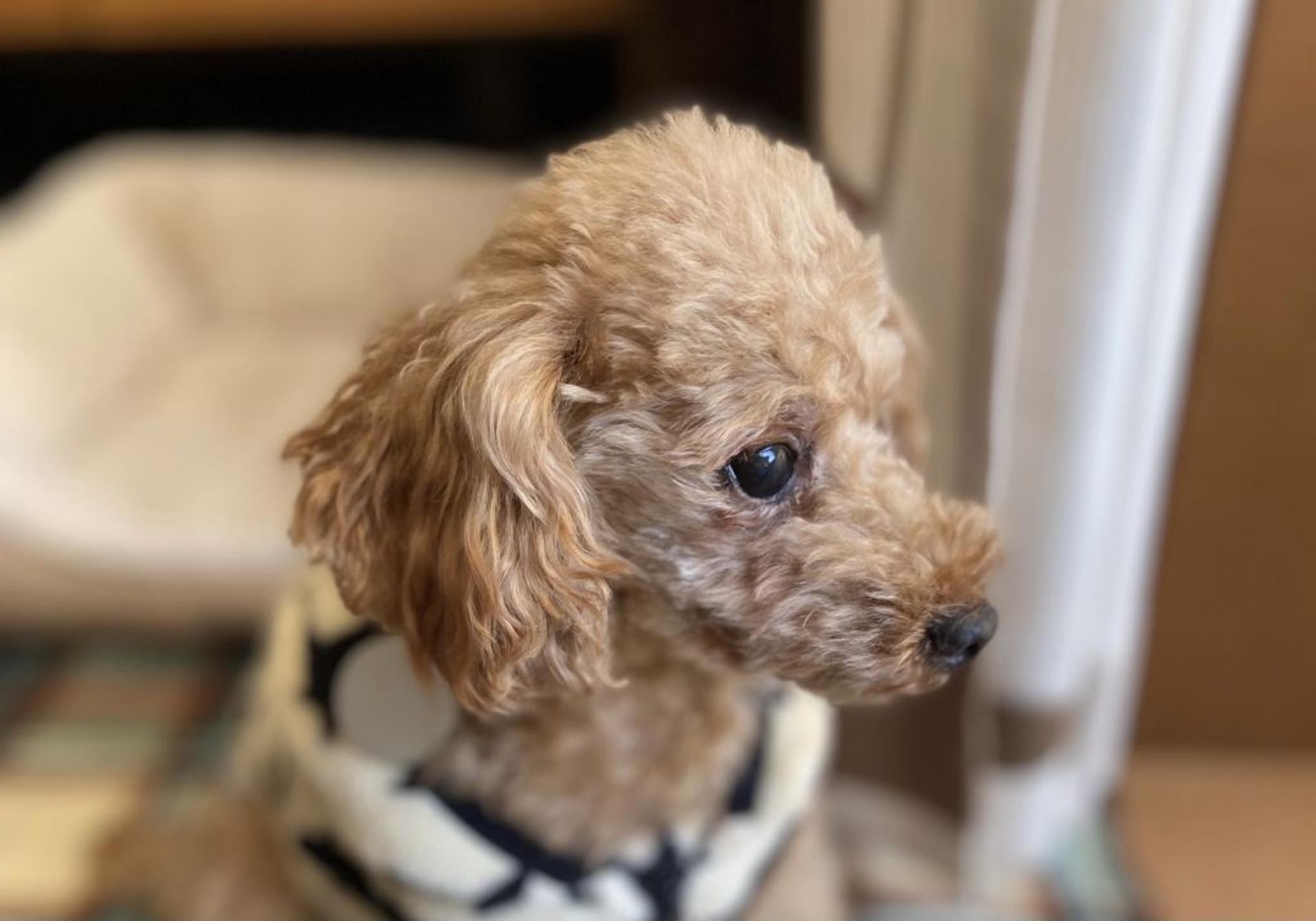 pet-image-6