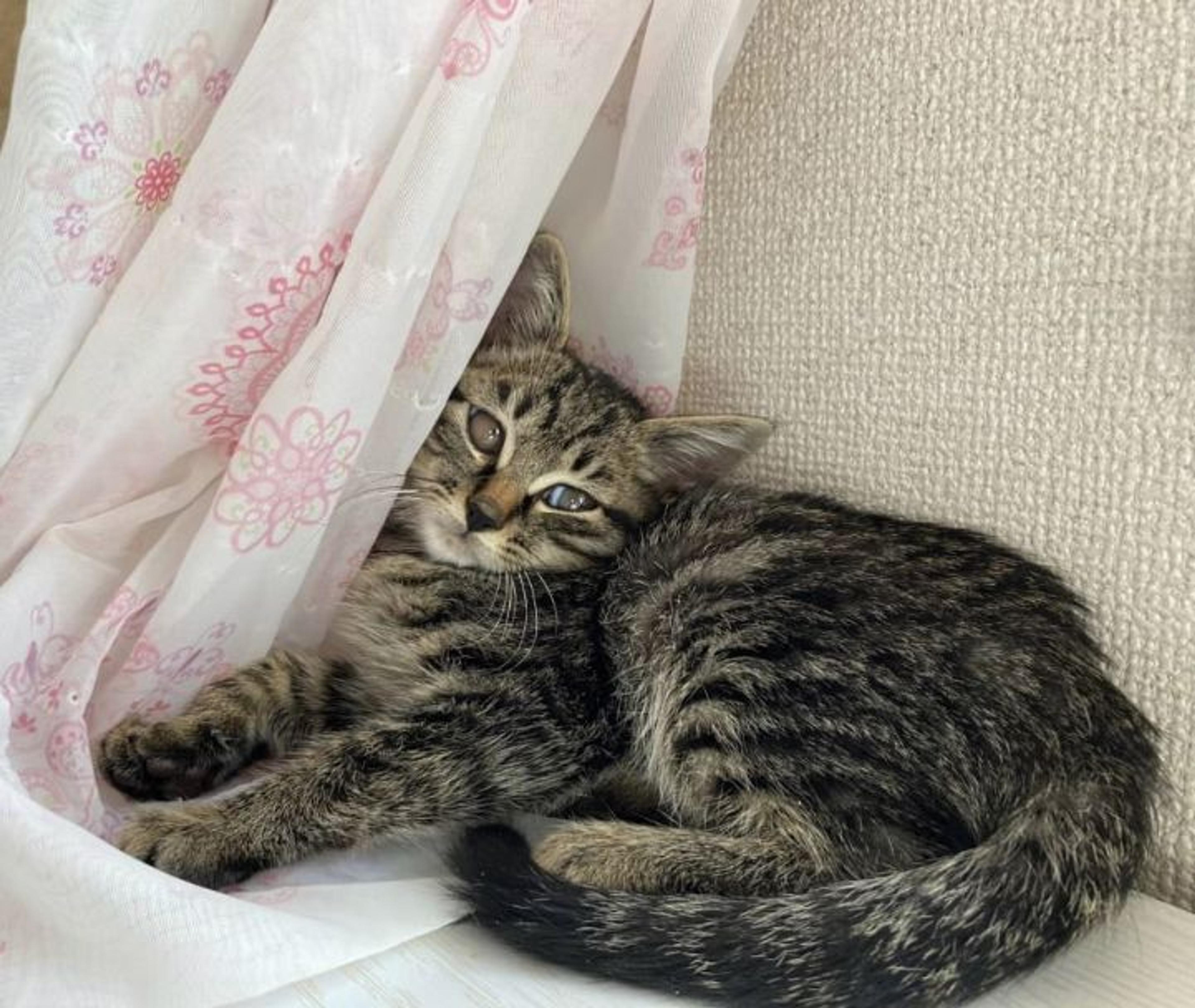 pet-image-2