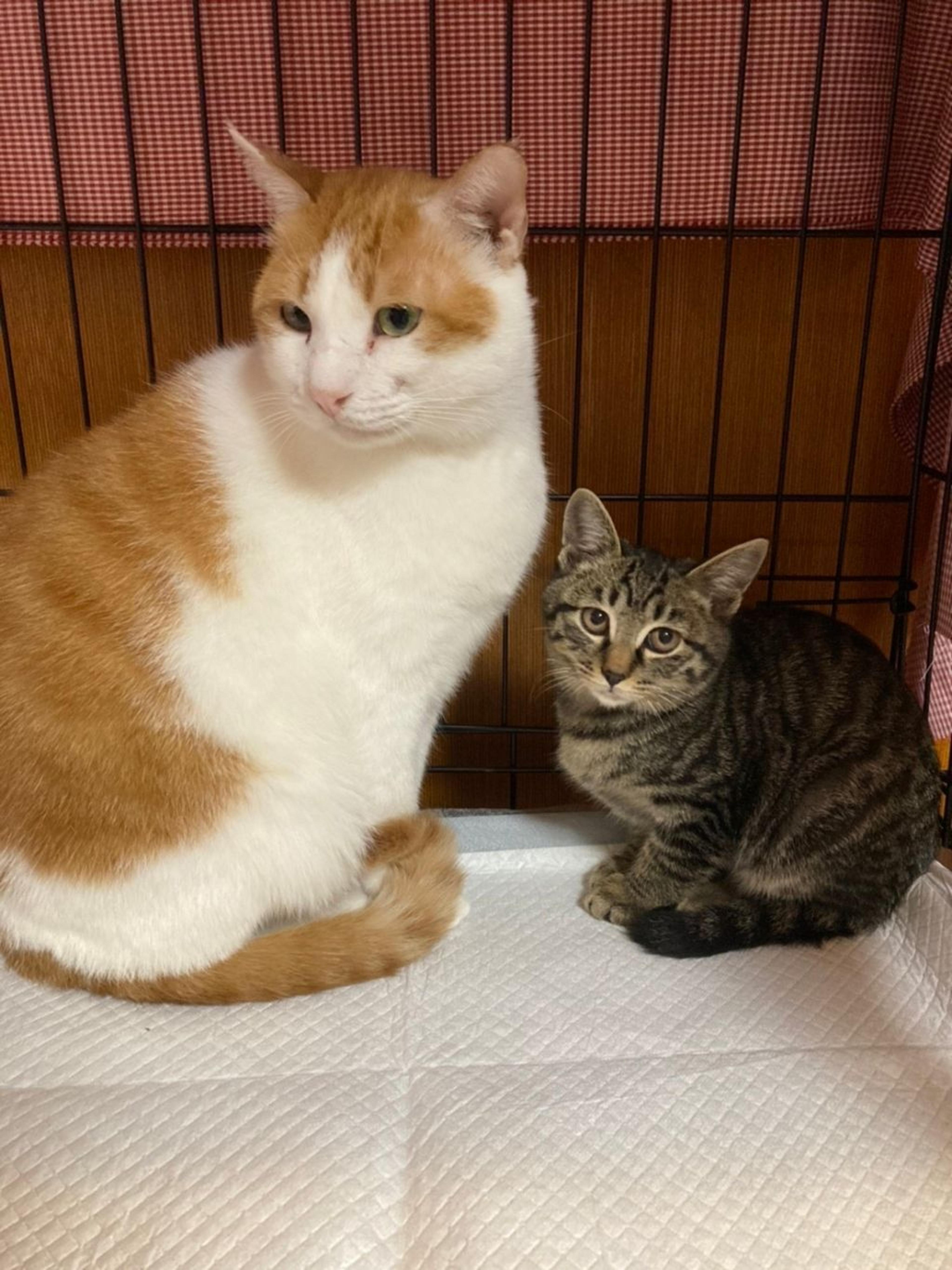 pet-image-3