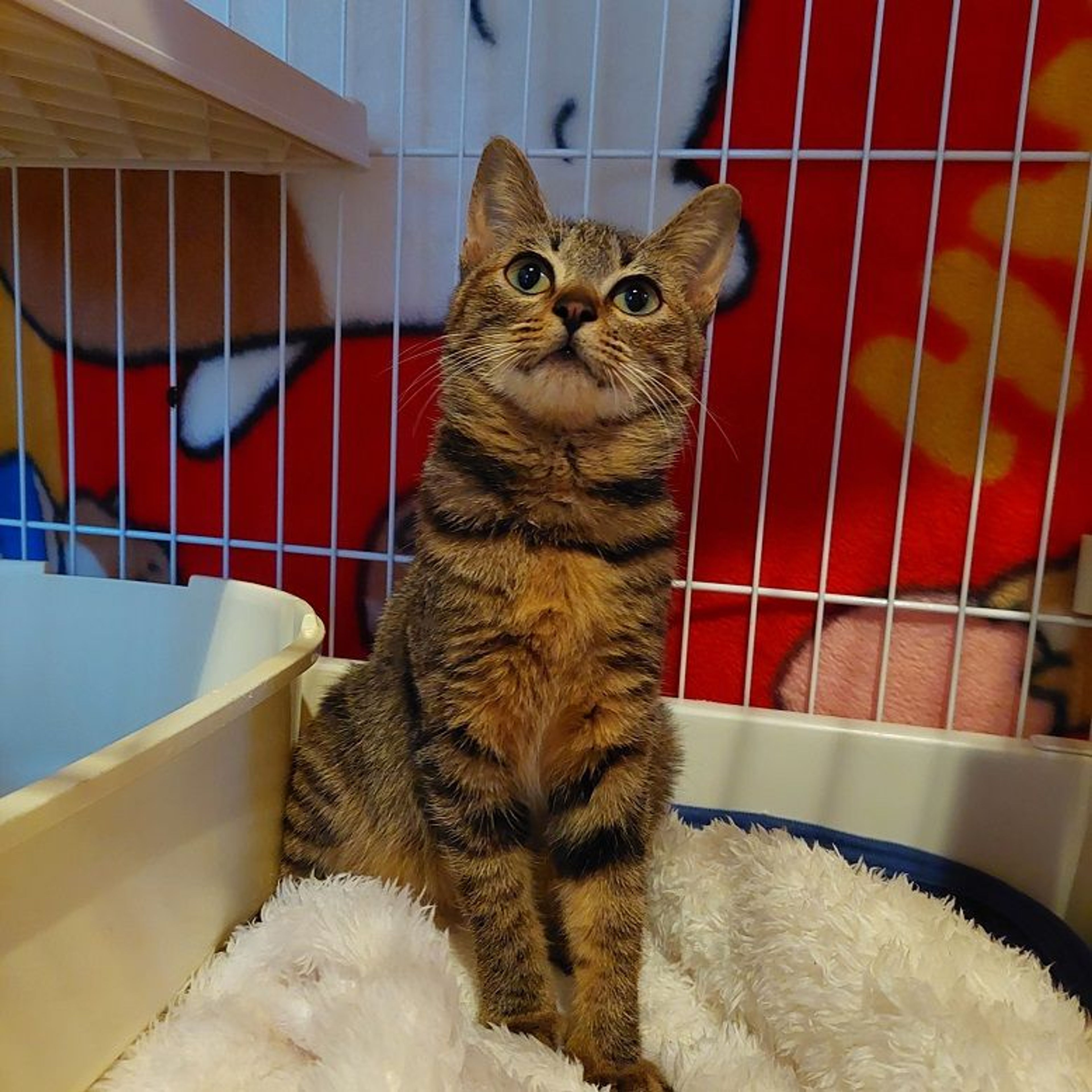 ♡*読様 ふりふ　兵児帯　猫 ♡*読様 ふりふ 兵児帯 猫 ♡*読様 ふりふ 兵児帯 猫 ♡*読様