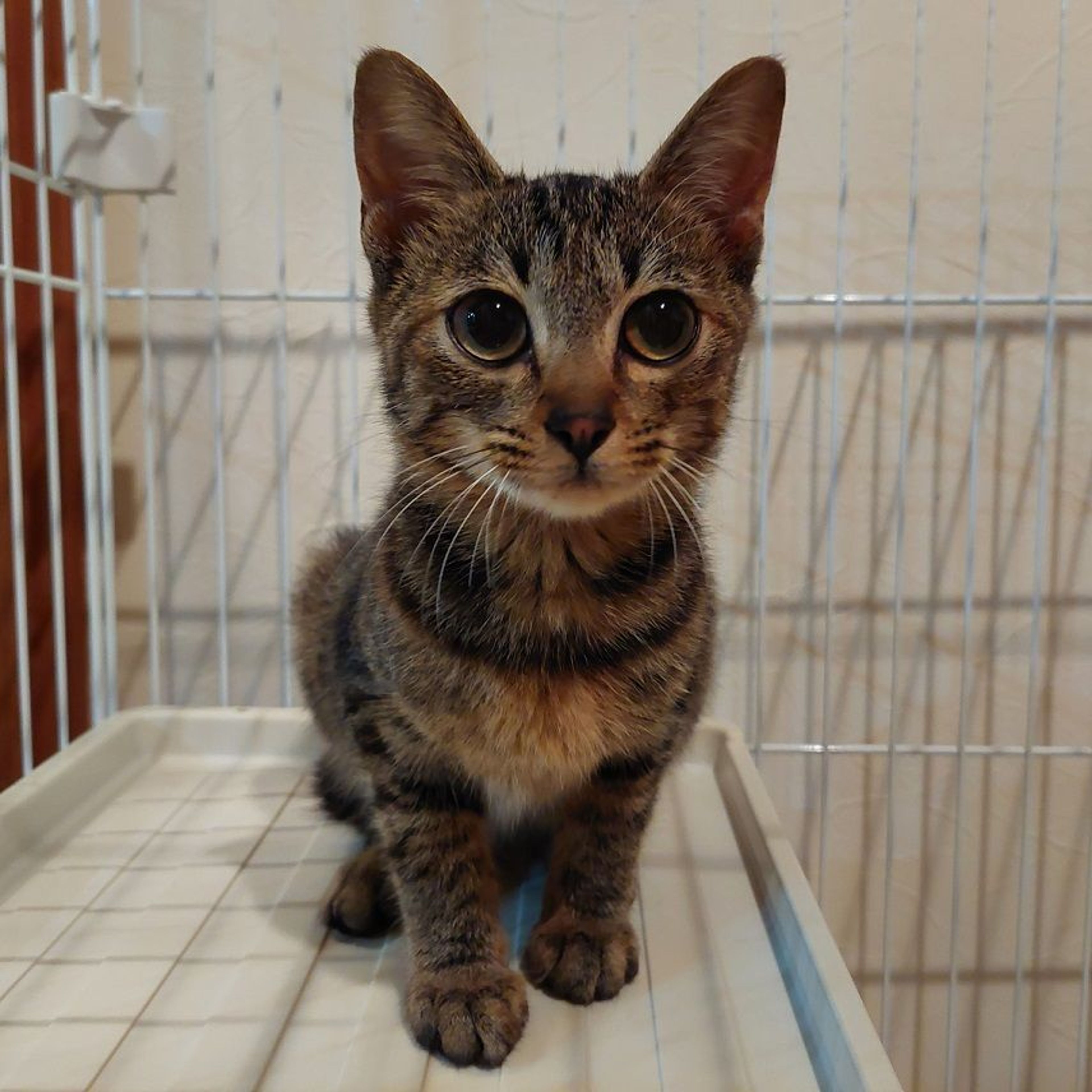 pet-image-2