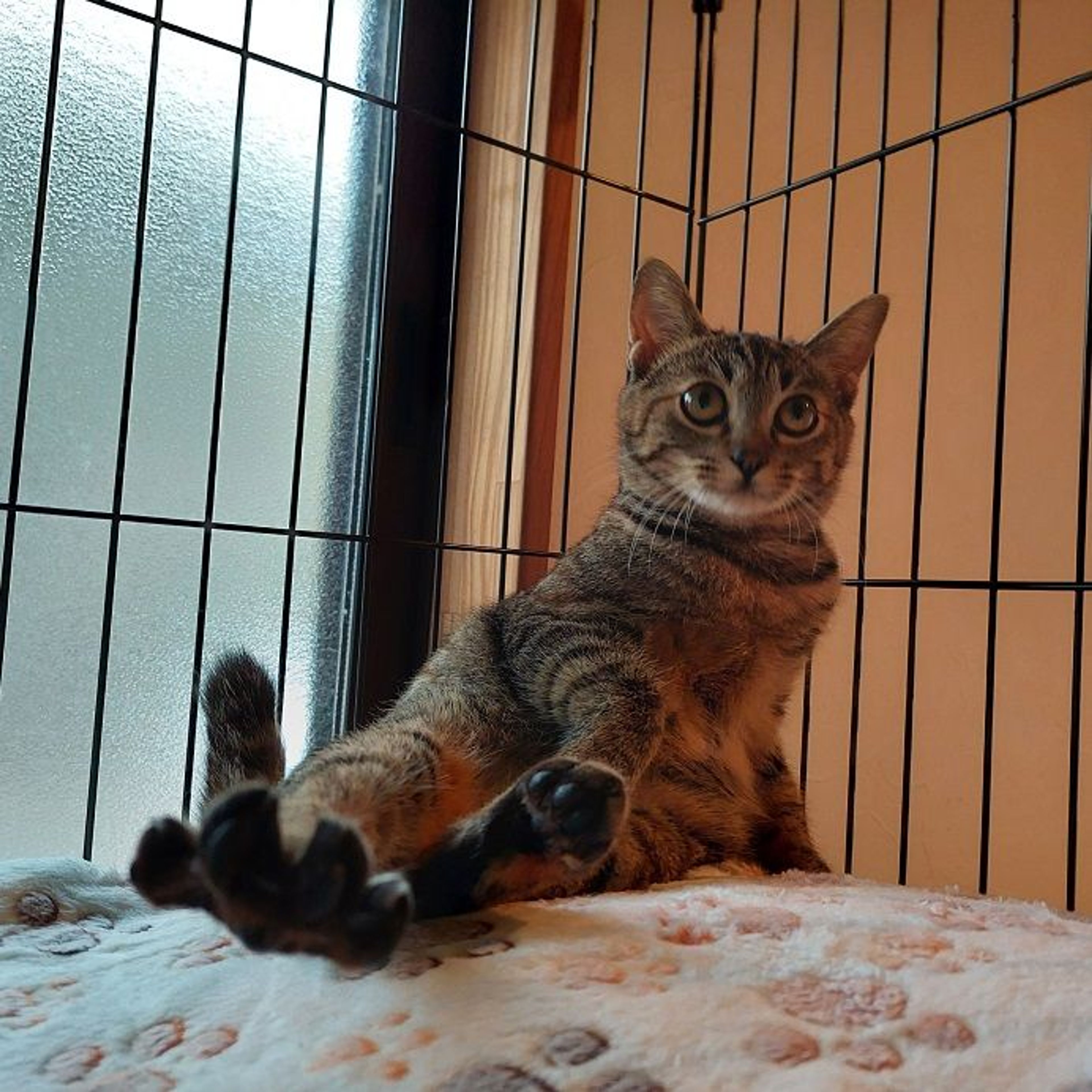 pet-image-4