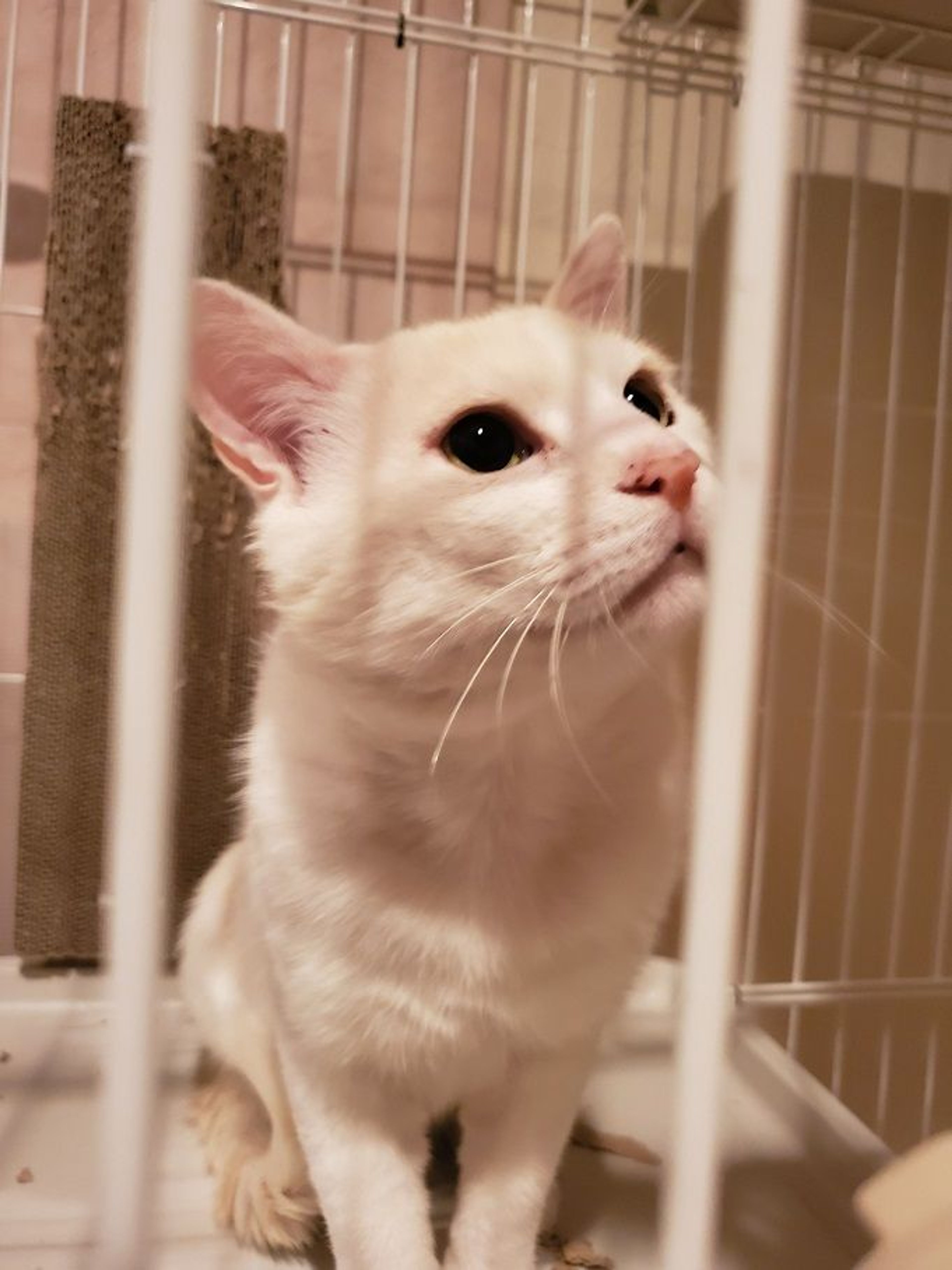 雑種（ミックス猫）・オスの里親募集の写真