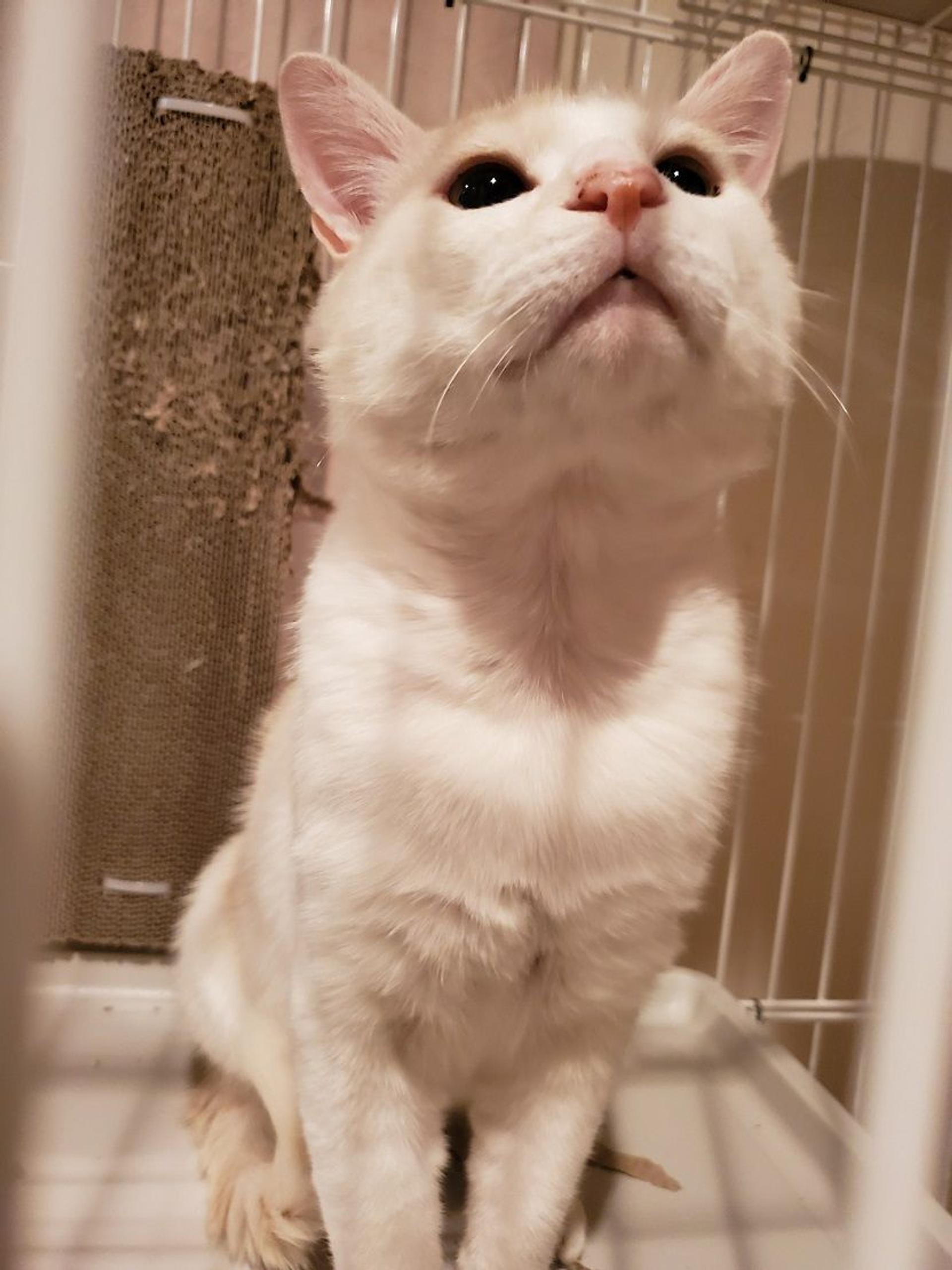 pet-image-4