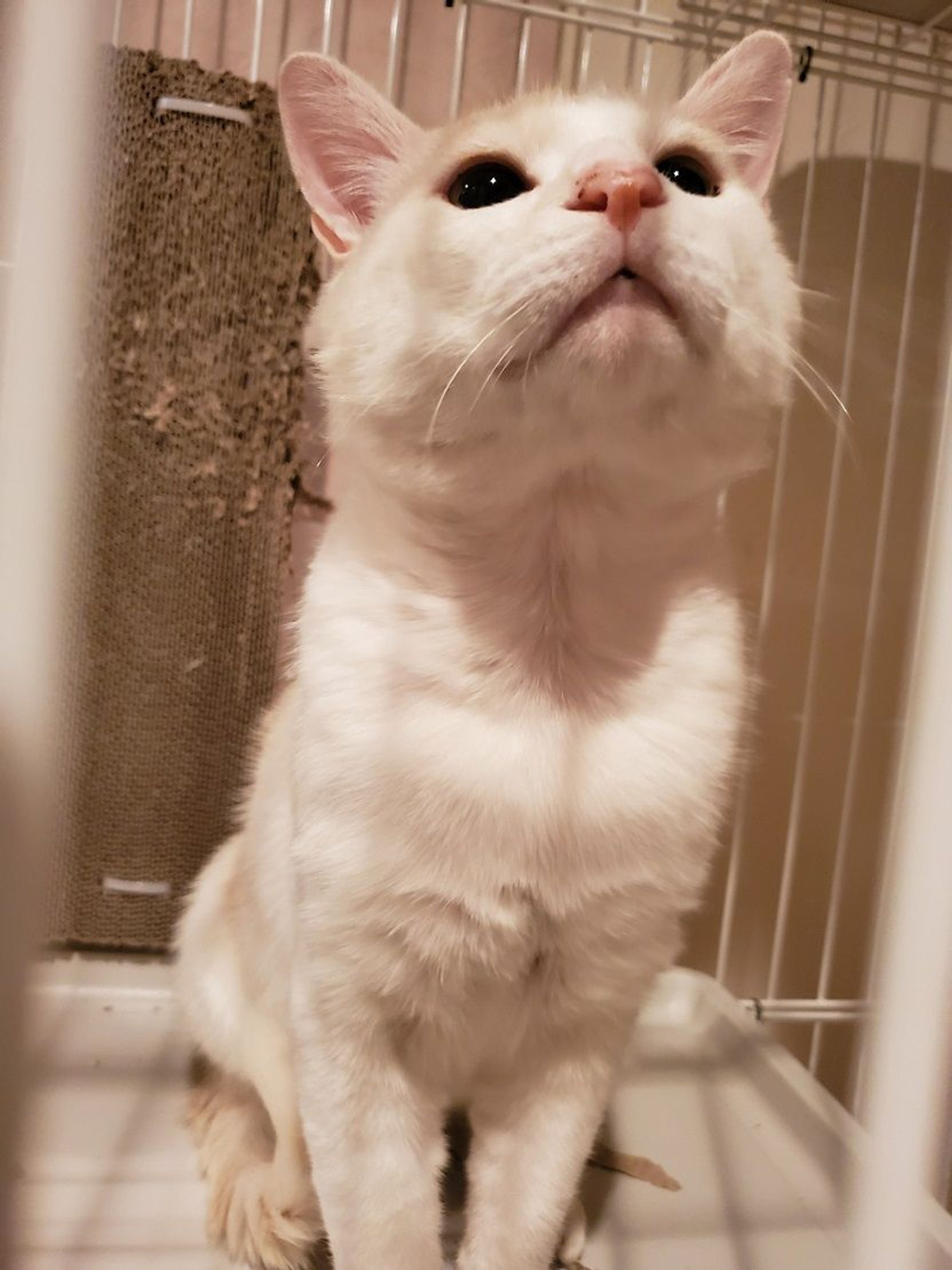 pet-image-4