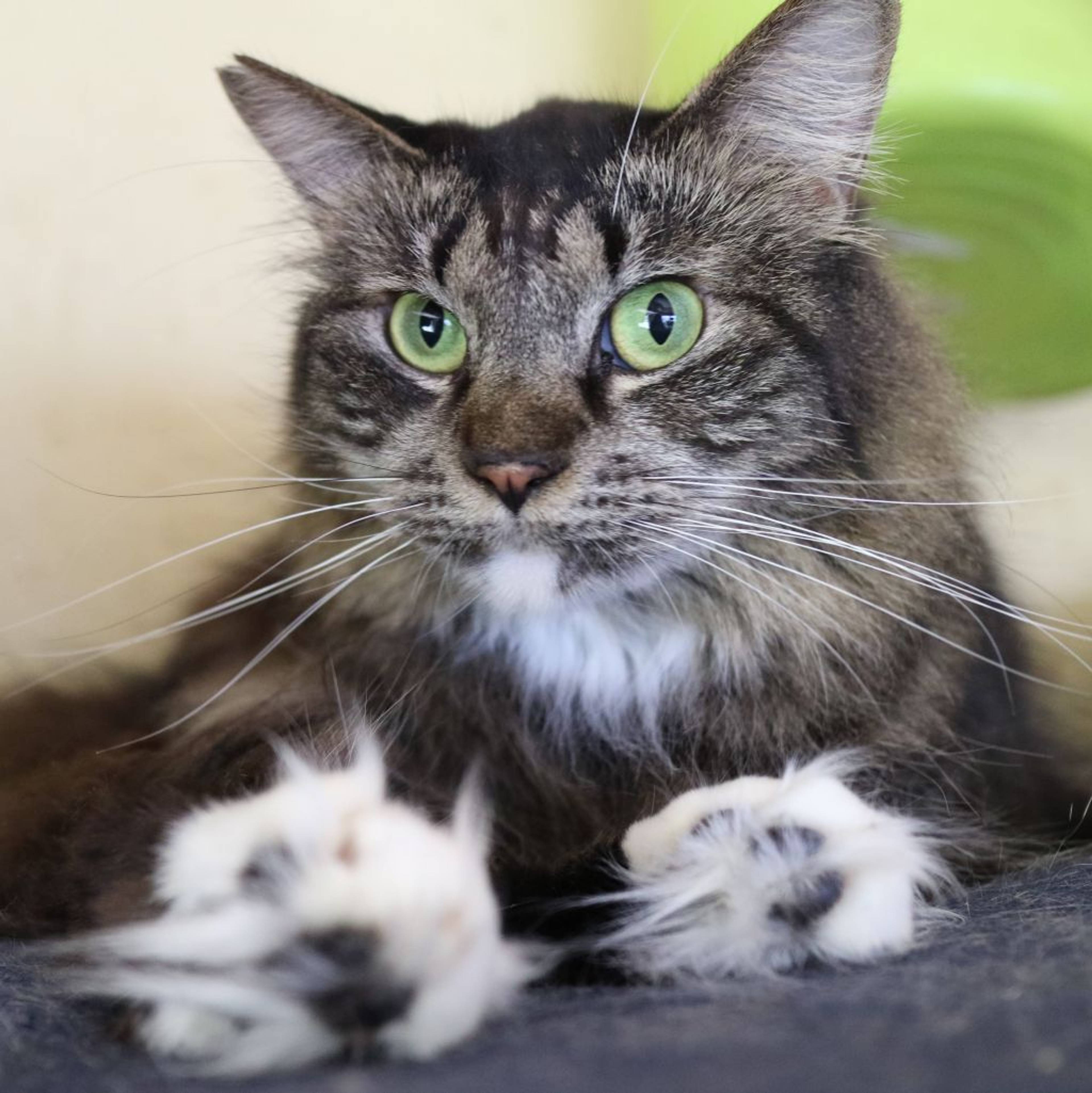 雑種（ミックス猫）・オスの里親募集の写真