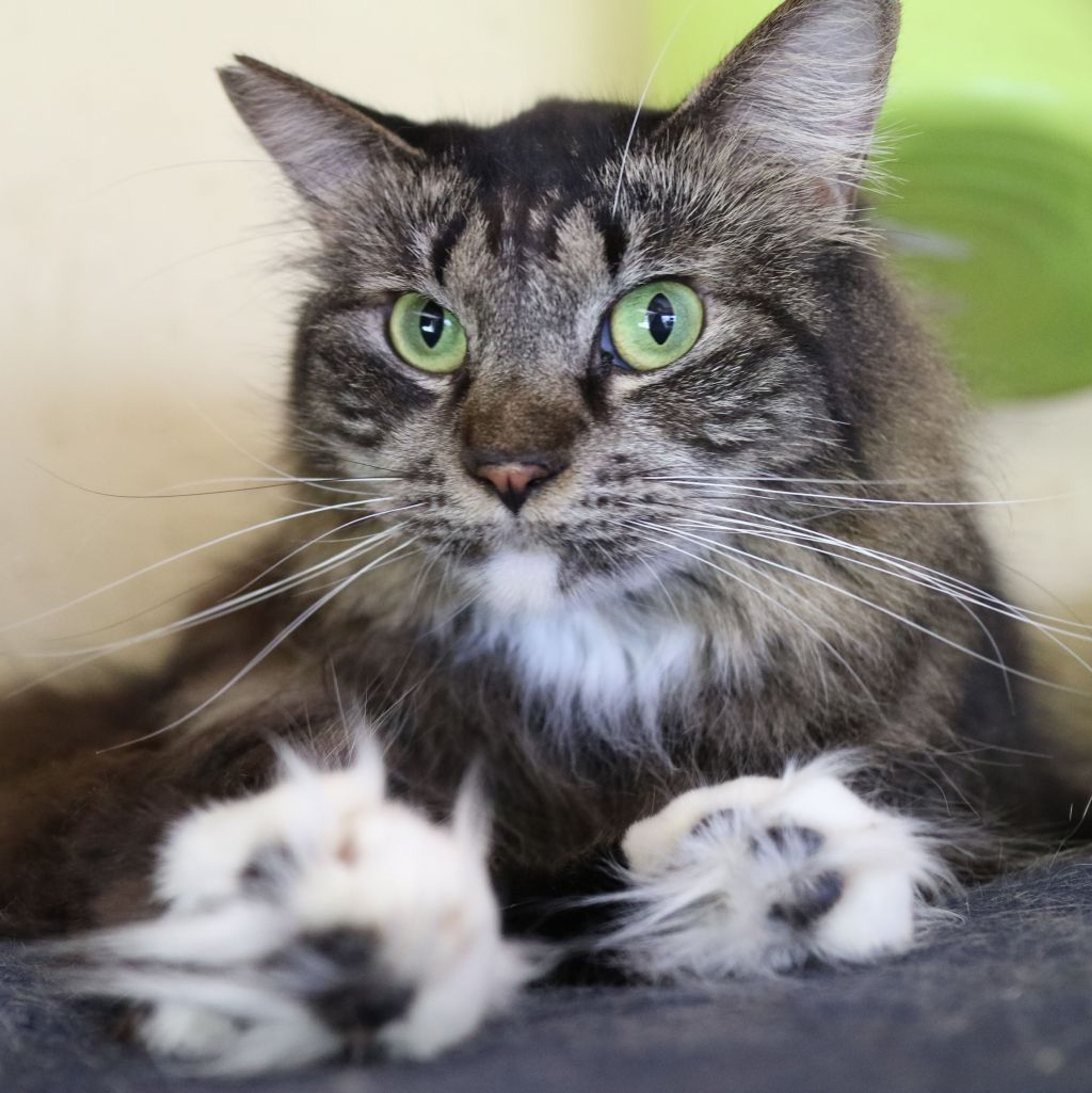 雑種（ミックス猫）・オスの里親募集の写真