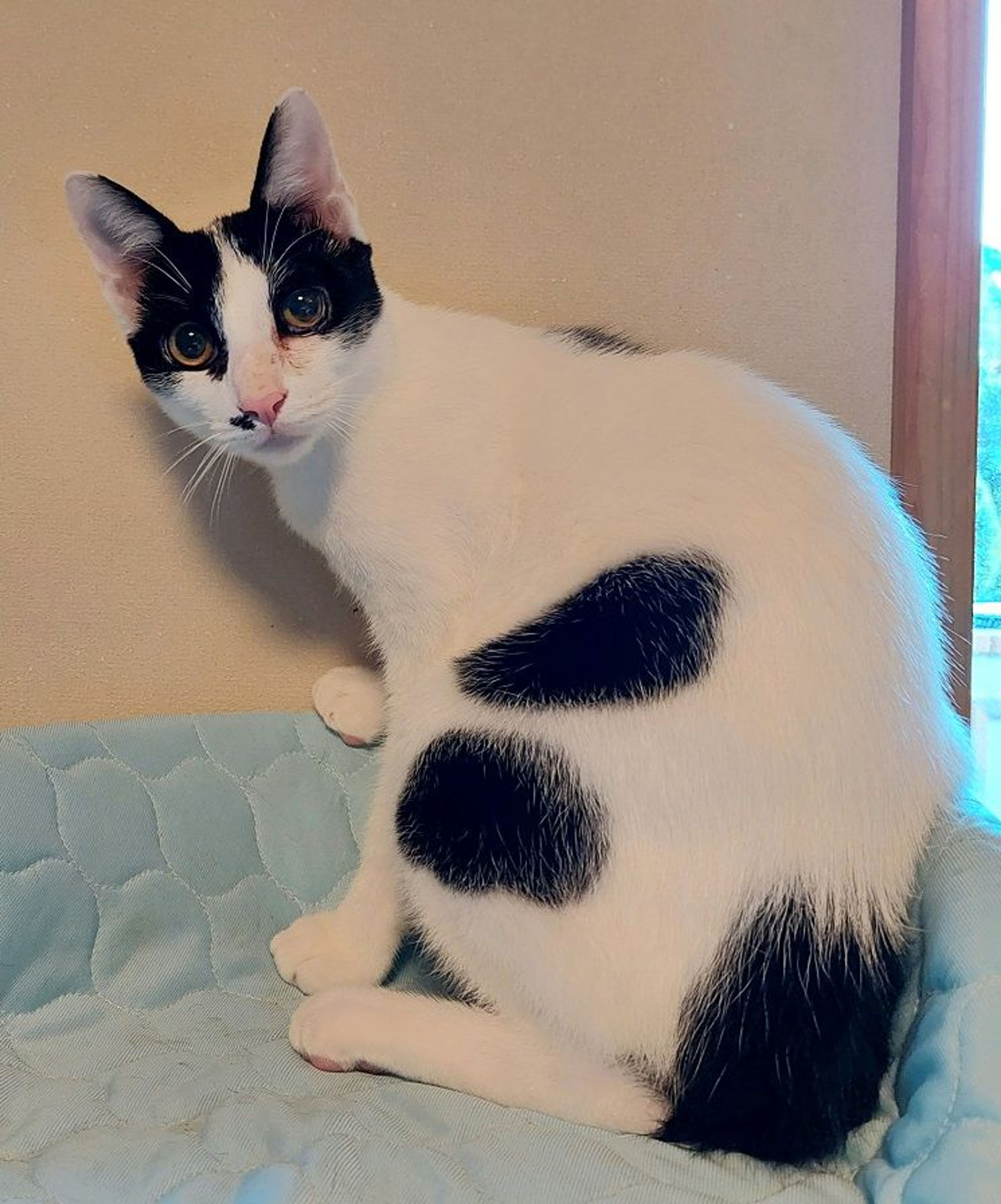 雑種（ミックス猫）・オスの里親募集の写真