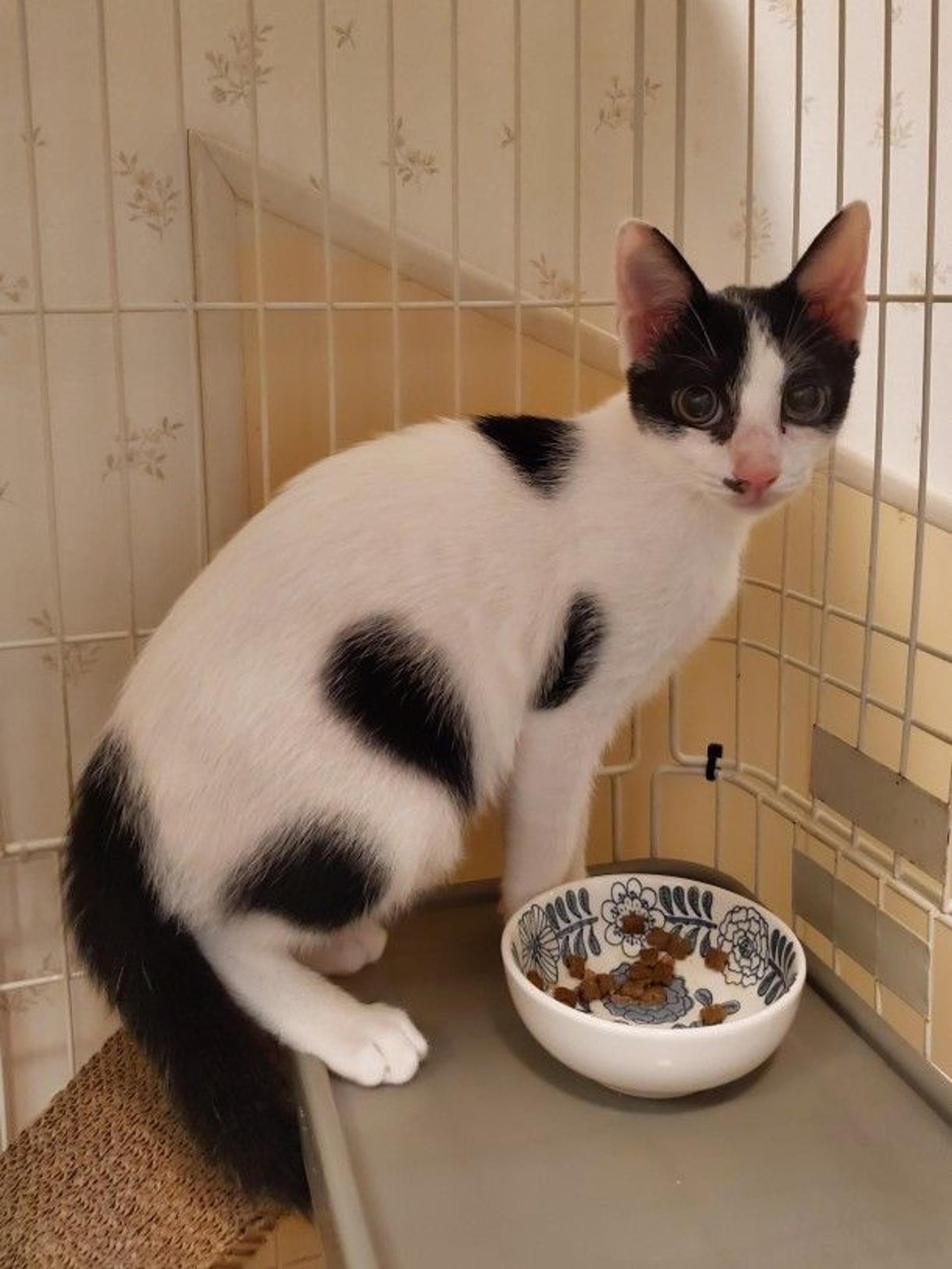 pet-image-2
