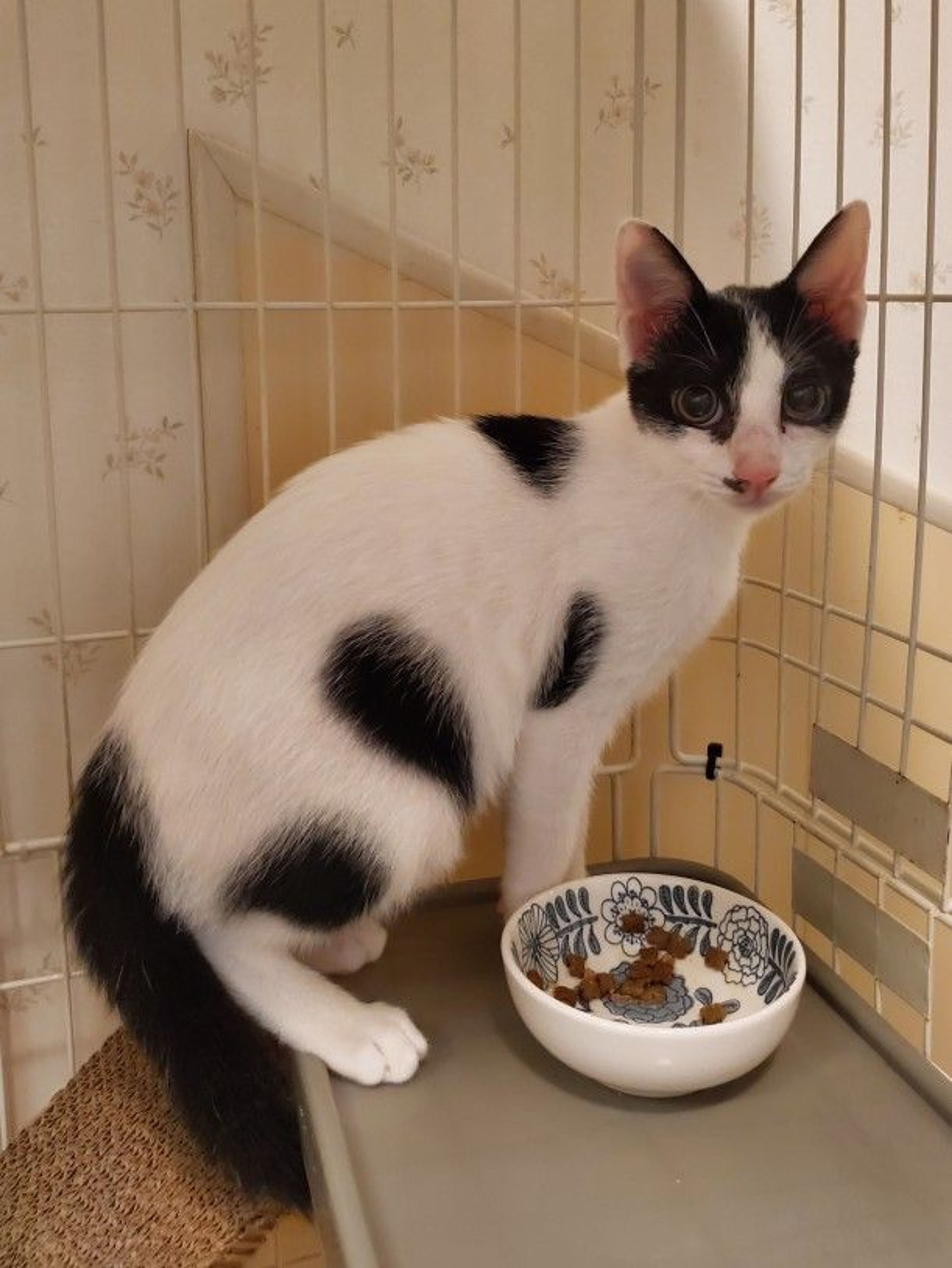 pet-image-2