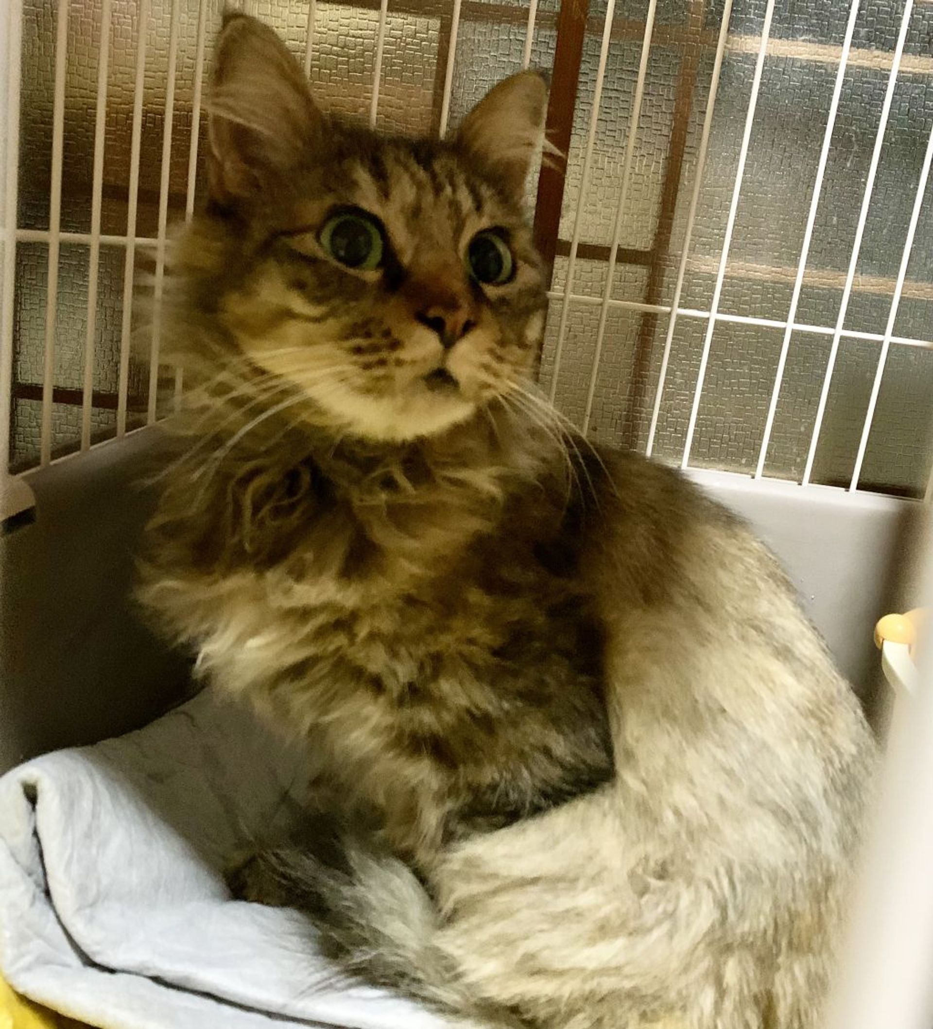 雑種（ミックス猫）・メスの里親募集の写真