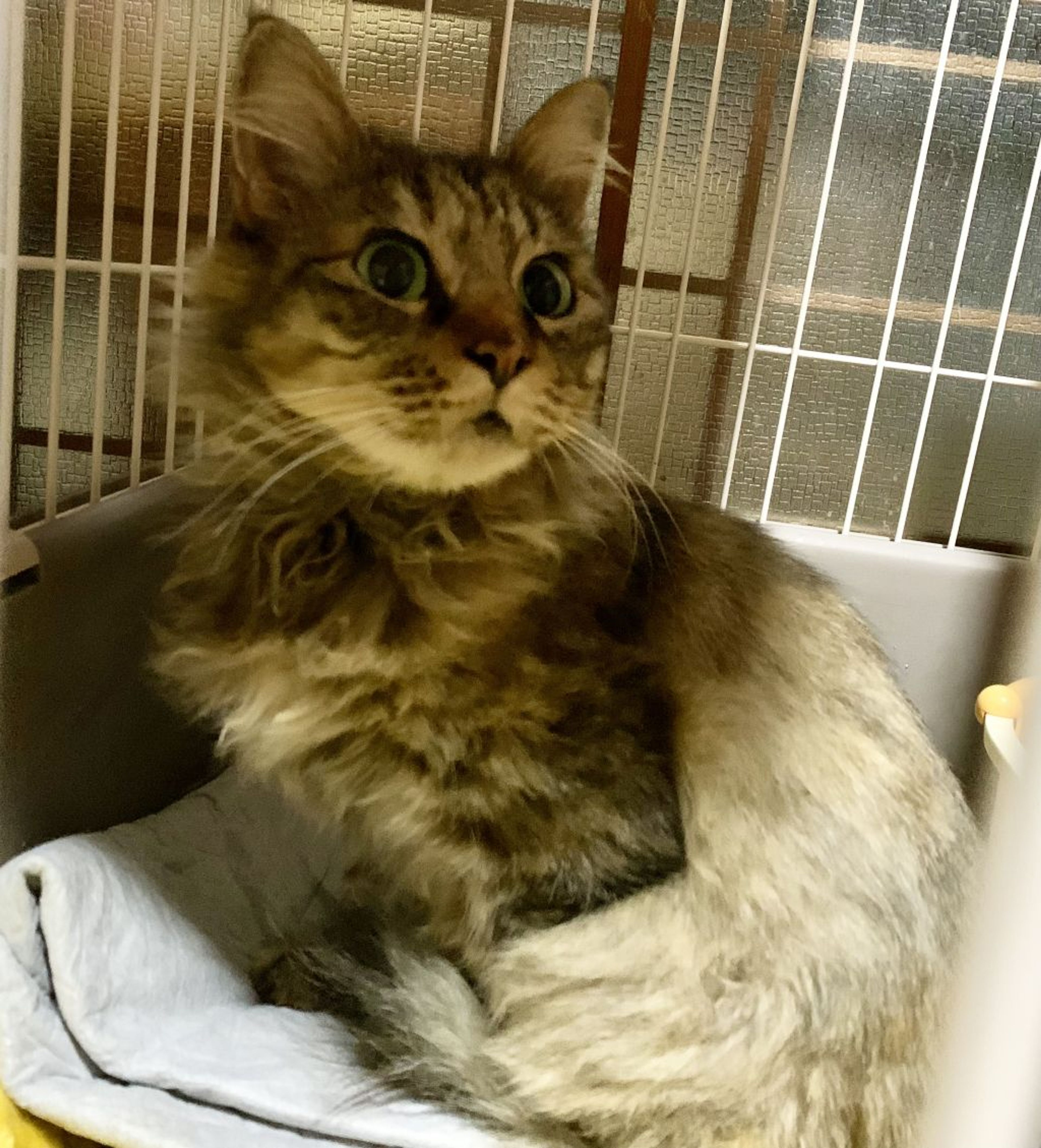 雑種（ミックス猫）・メスの里親募集の写真