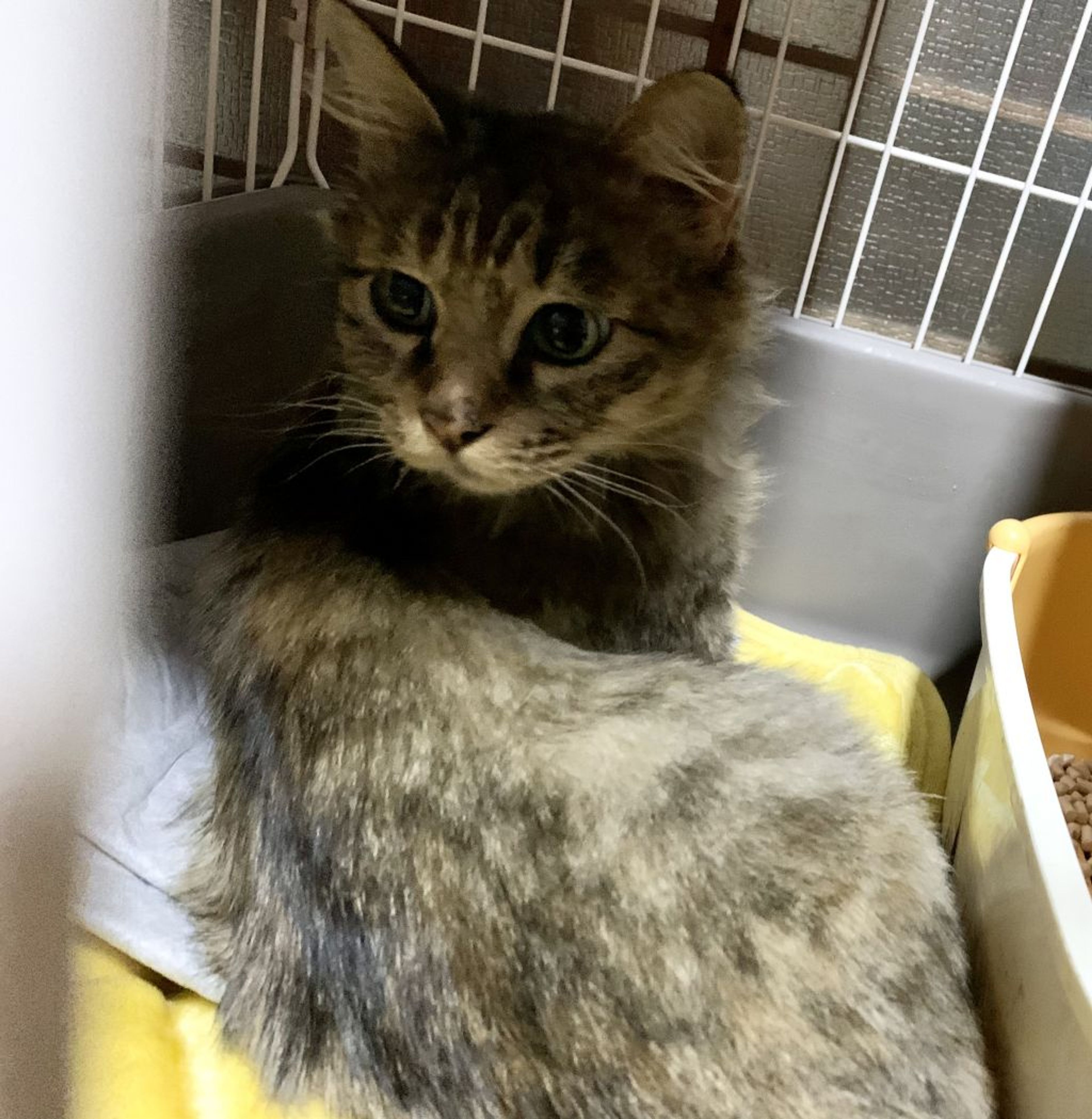 pet-image-2