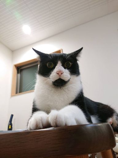 くろくろの写真