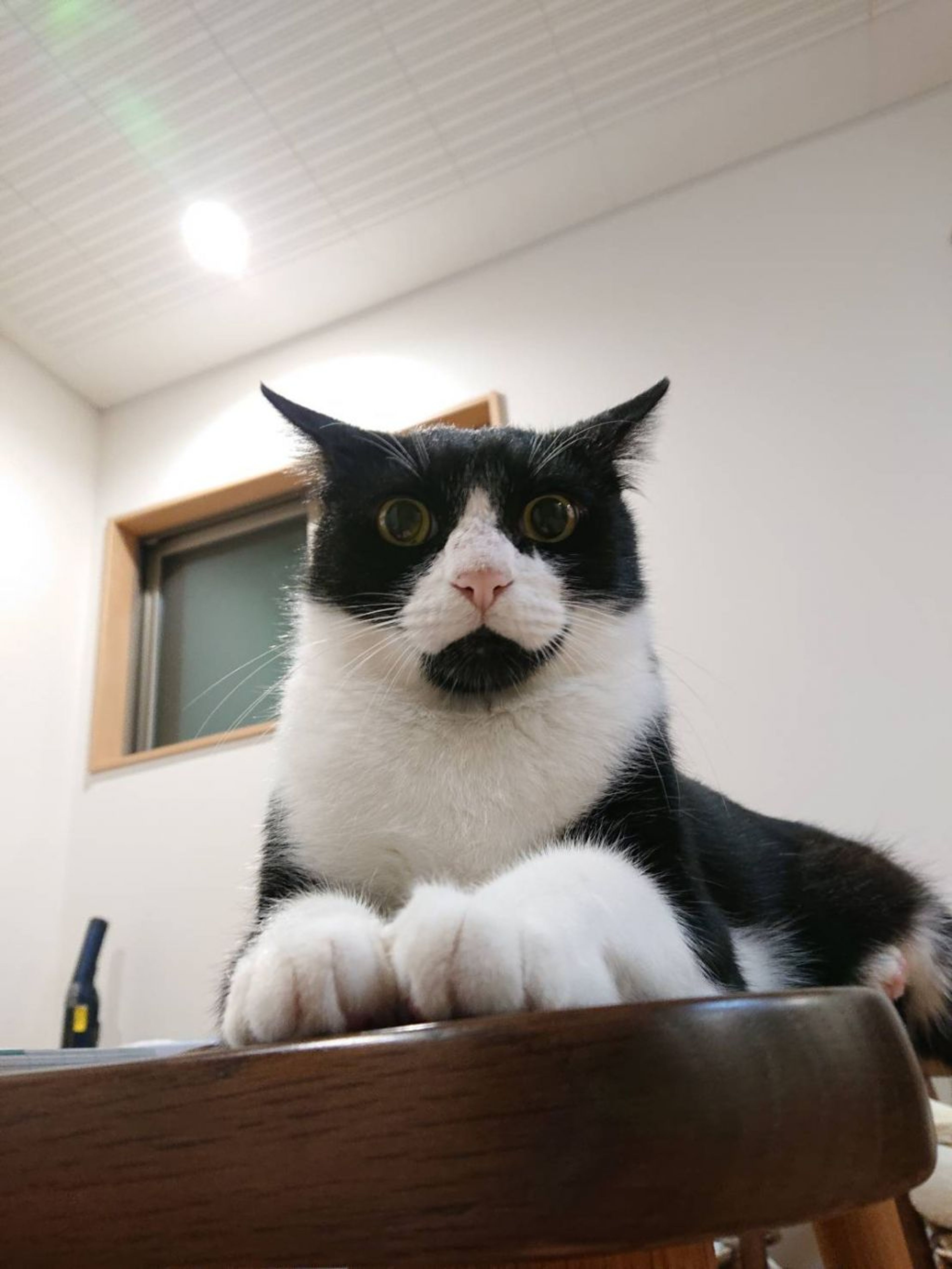 雑種（ミックス猫）・オスの里親募集の写真
