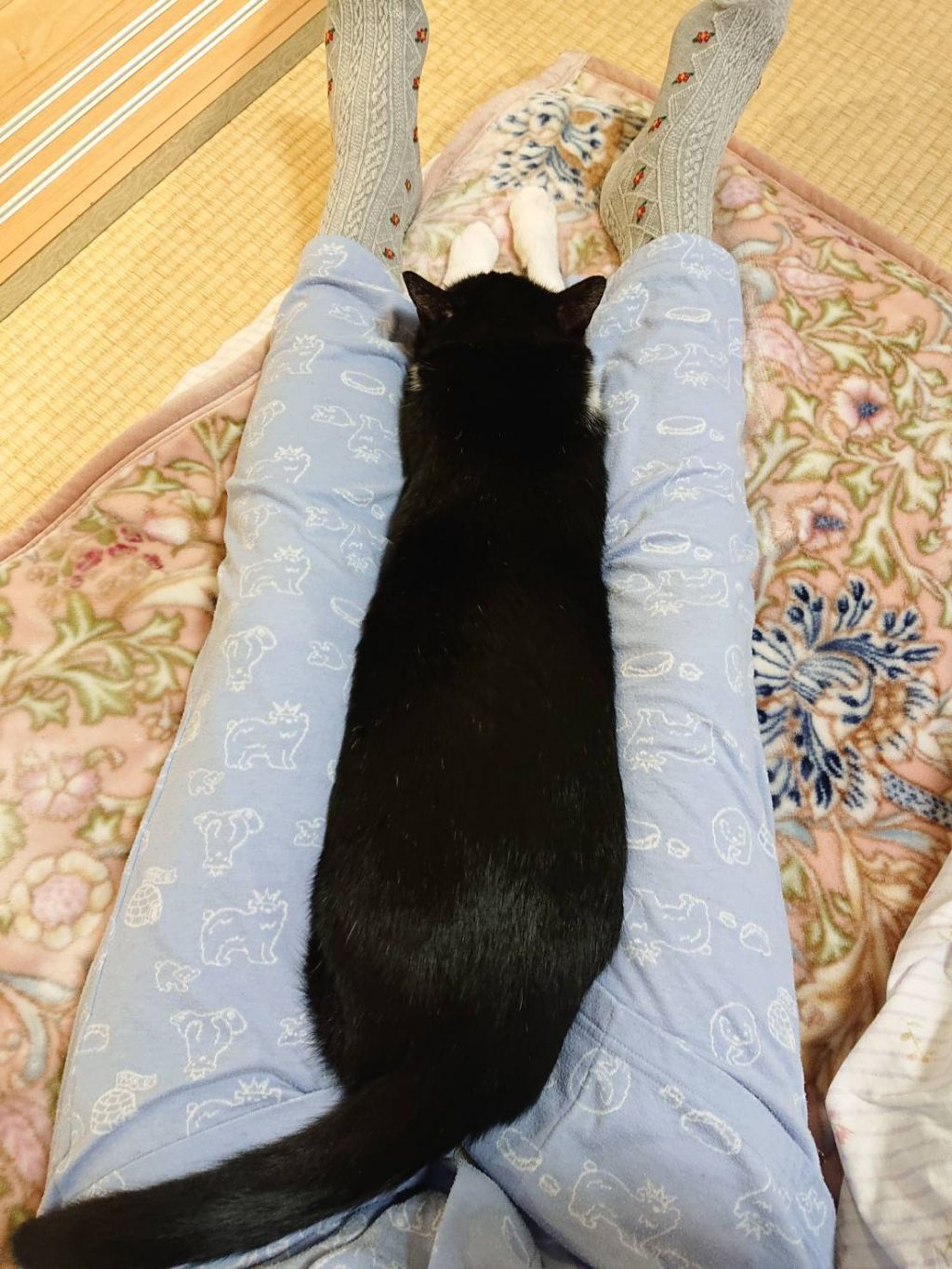 pet-image-2