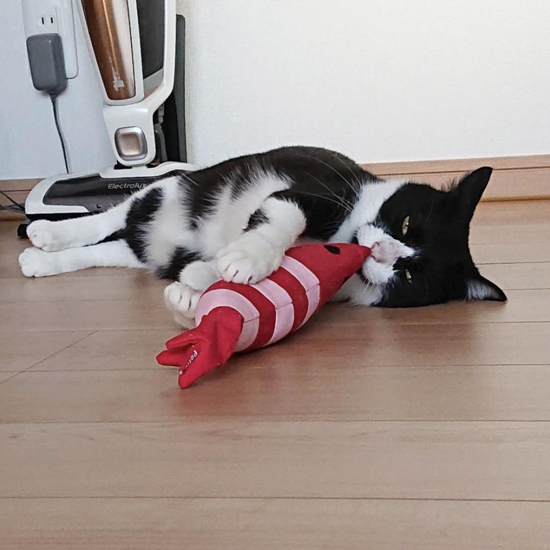 pet-image-3