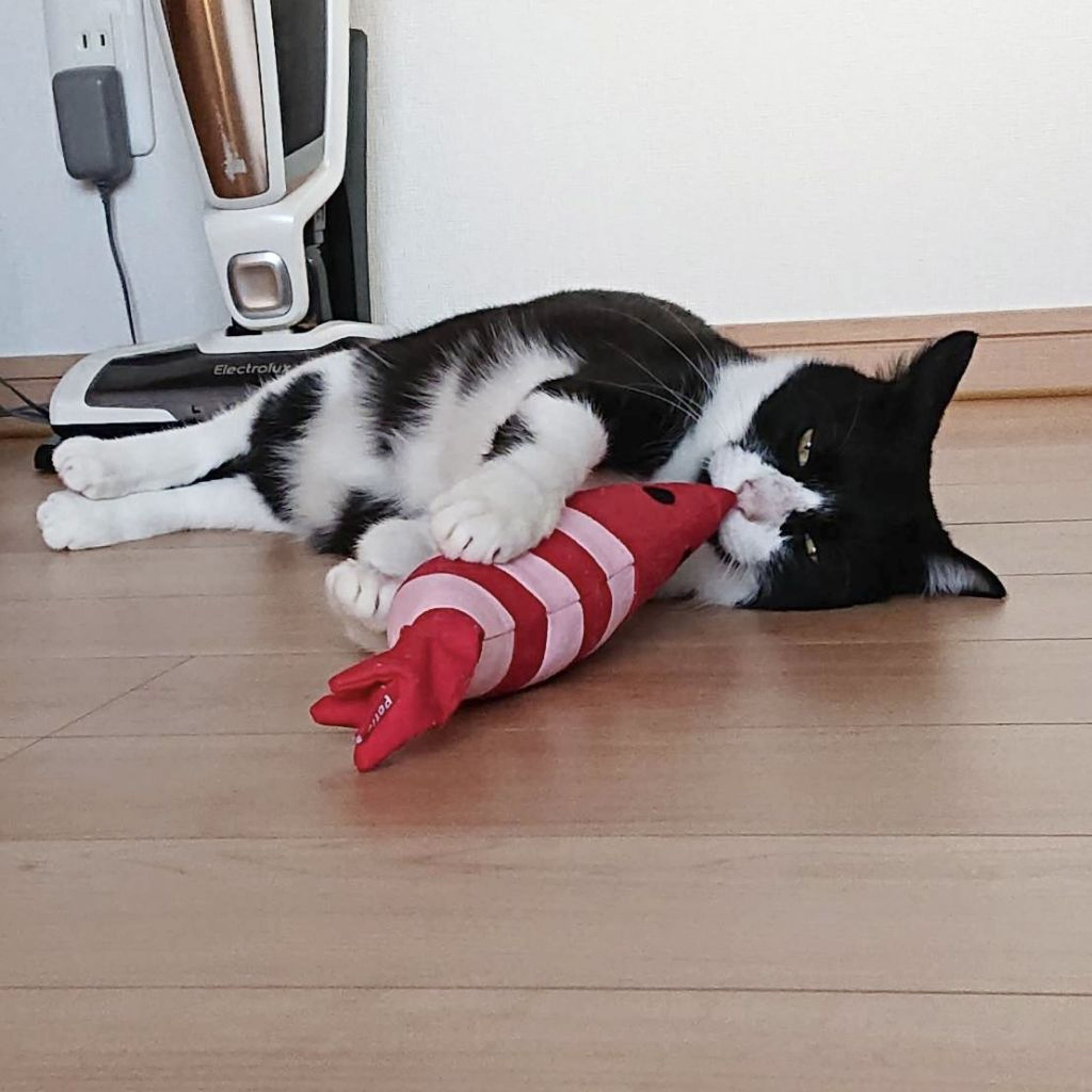 pet-image-3